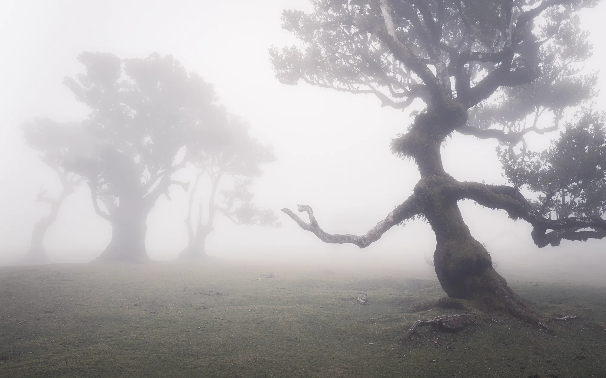 Fanal Forest, Madeira