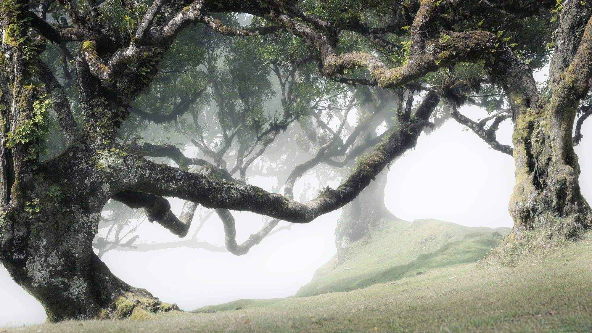 Fanal Forest, Madeira