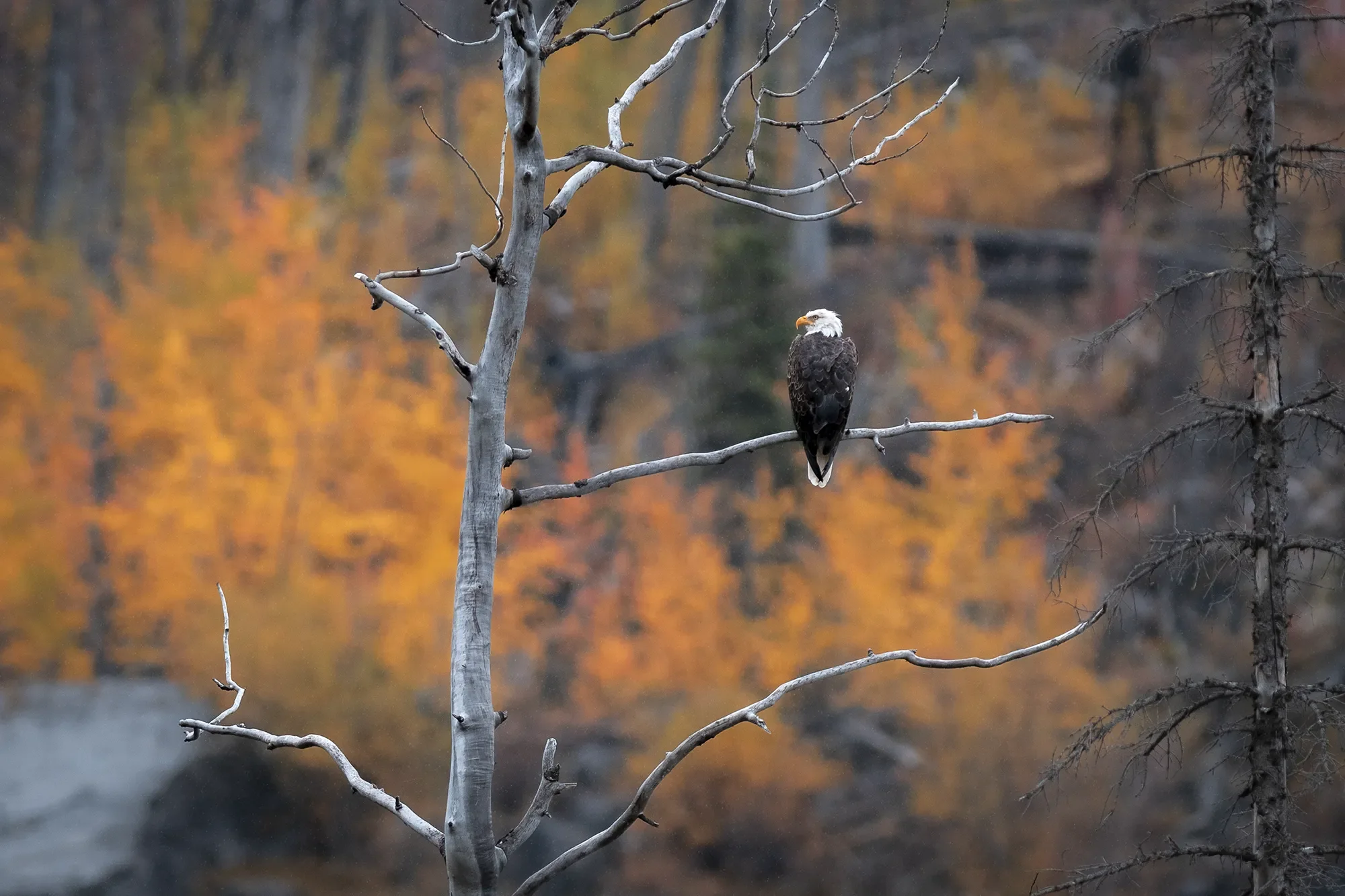 Bald Eagle, Medicine Lake, Jasper