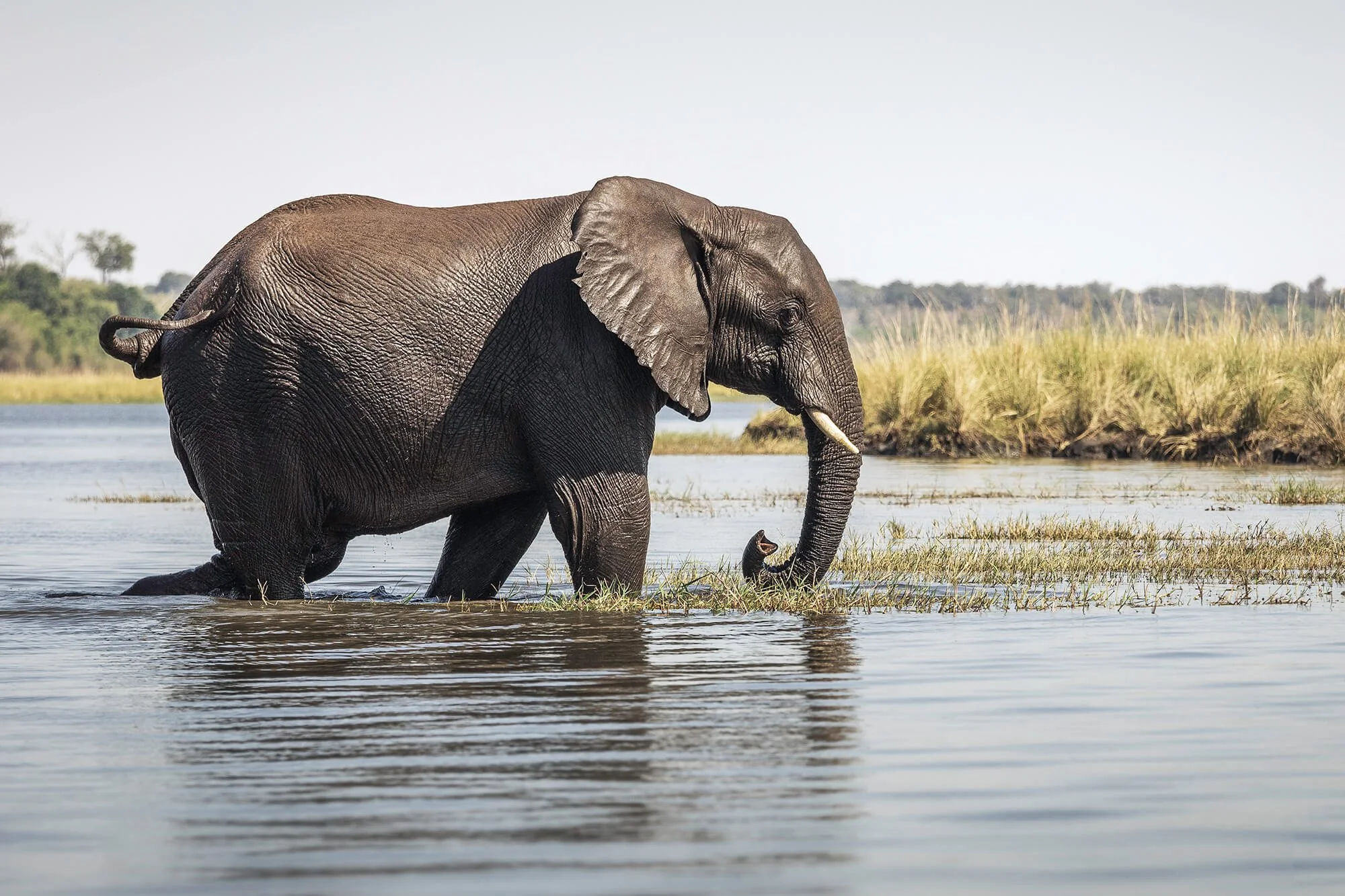 Elephant walking in Chobe River