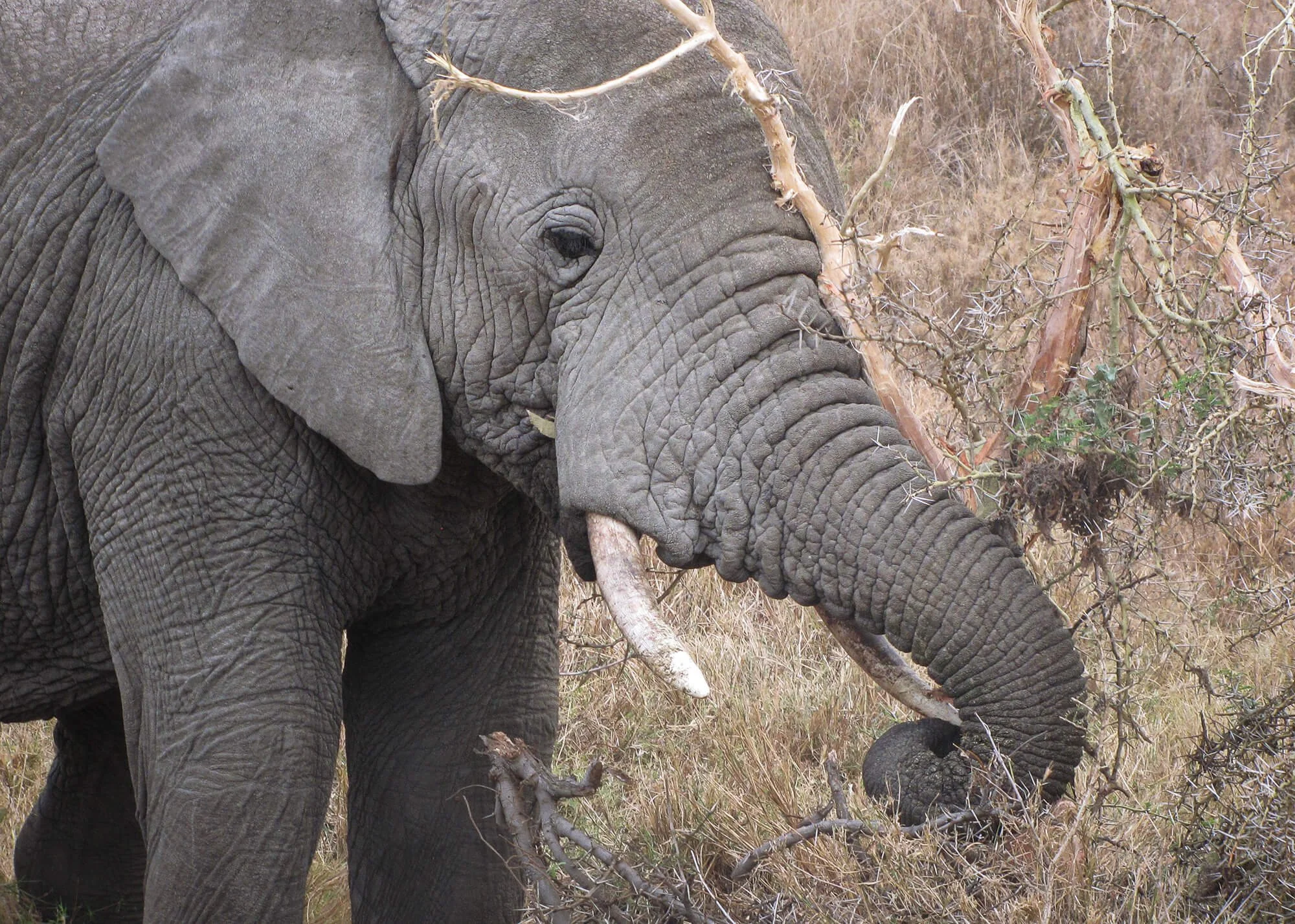 Elephant grazing, Masai Mara