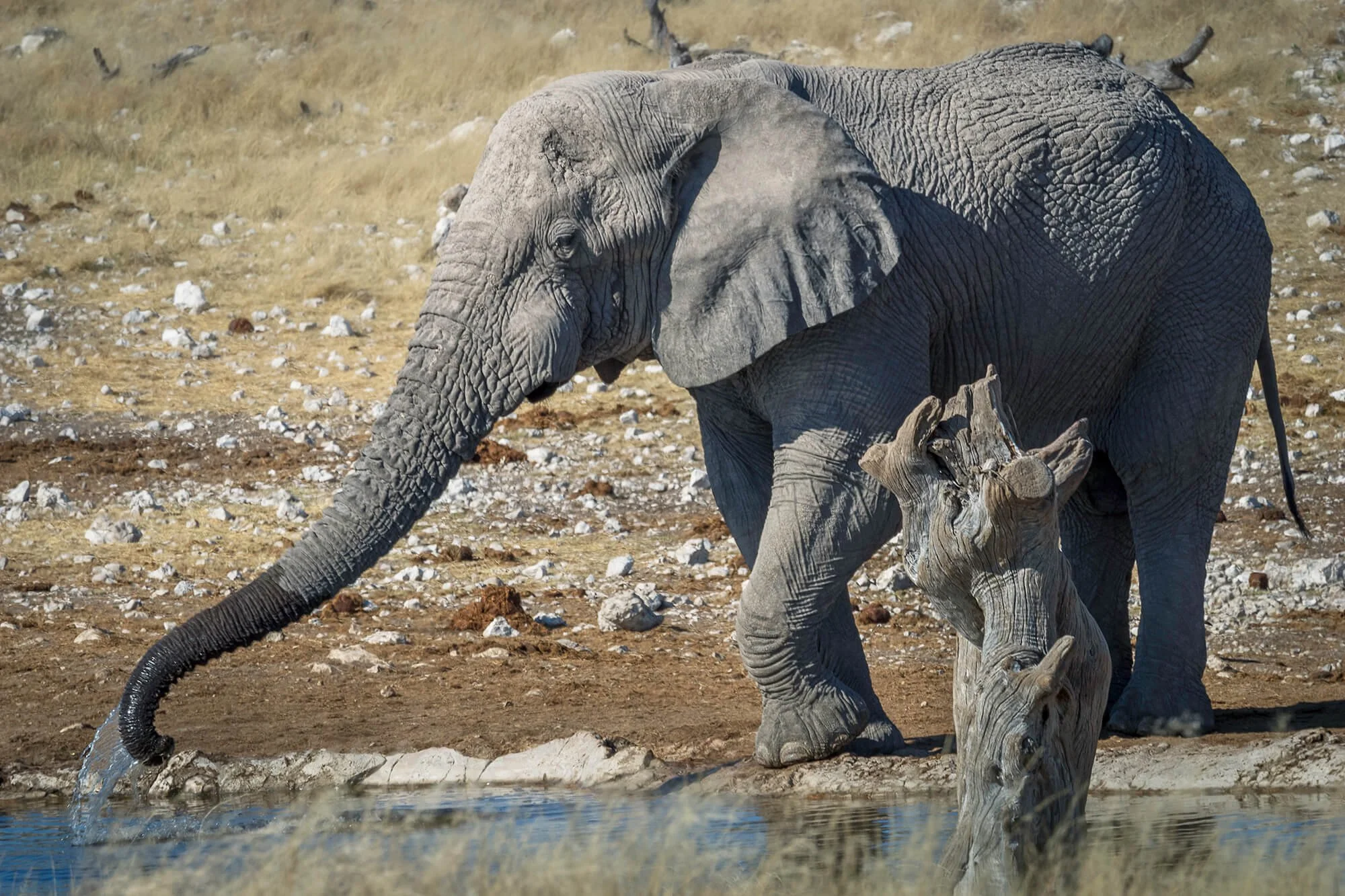Elephant in Etosha, Namibia.