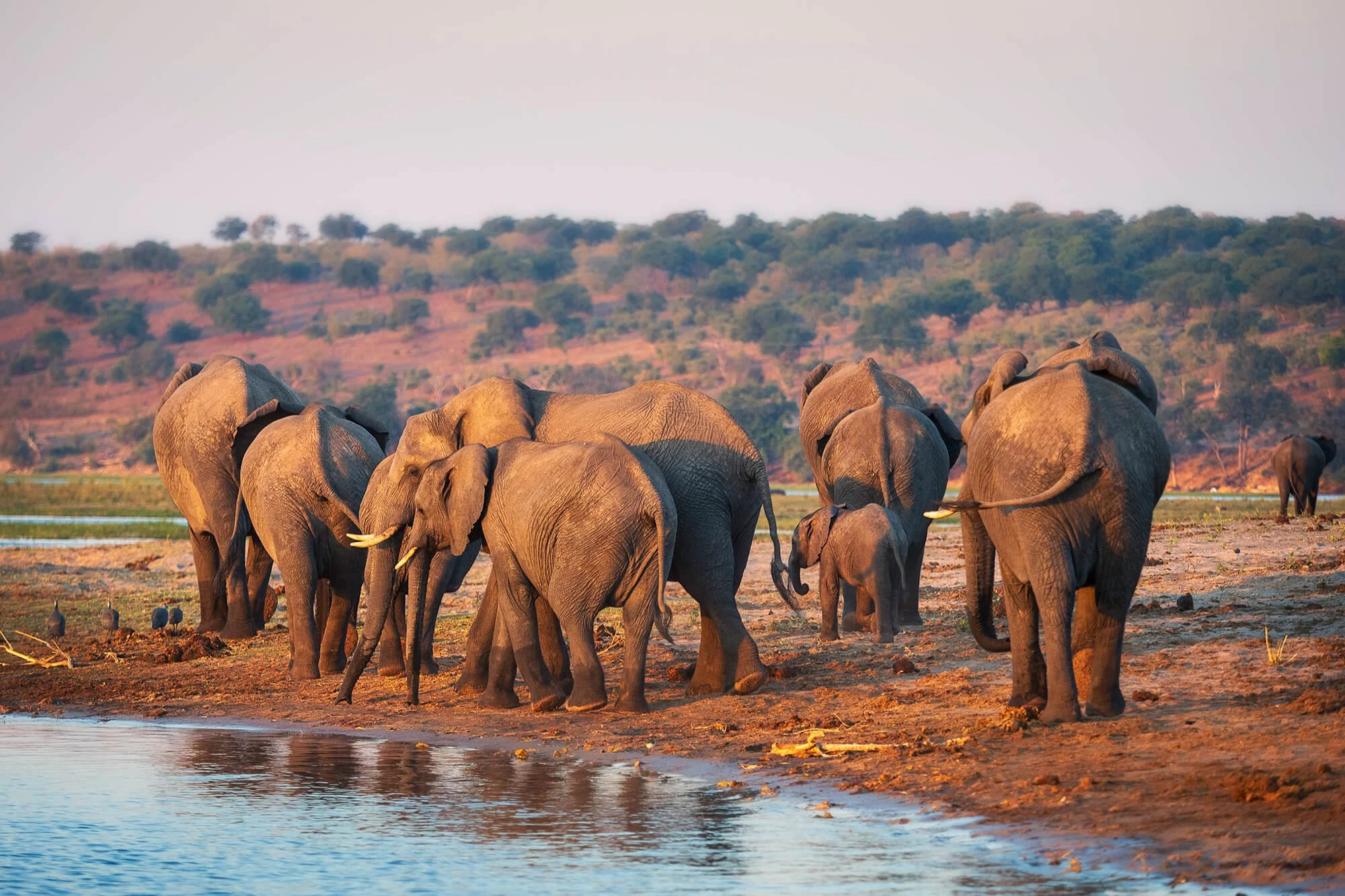 Elephant herd, Chobe National Park