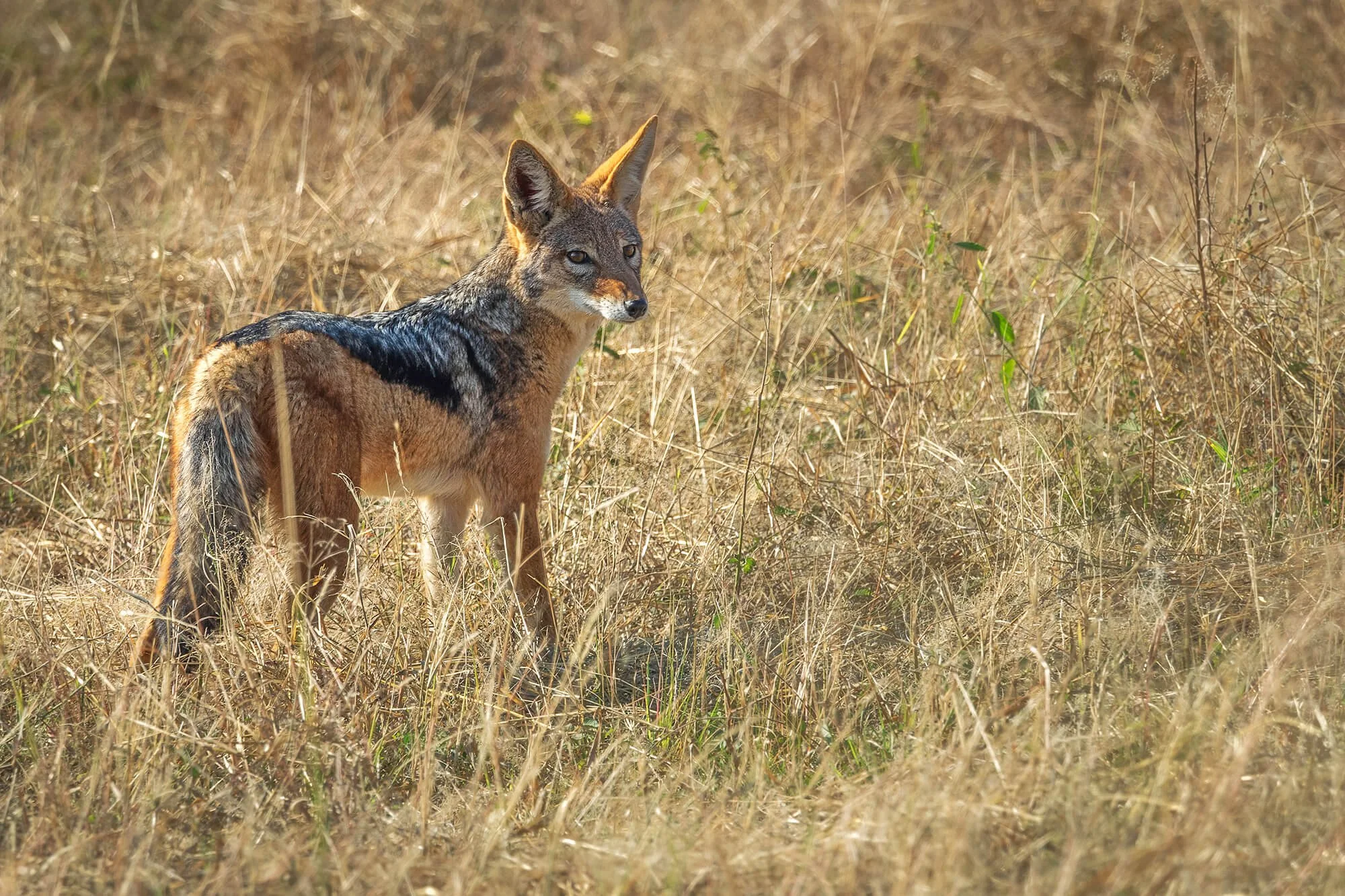 Black-backed Jackal, Etosha