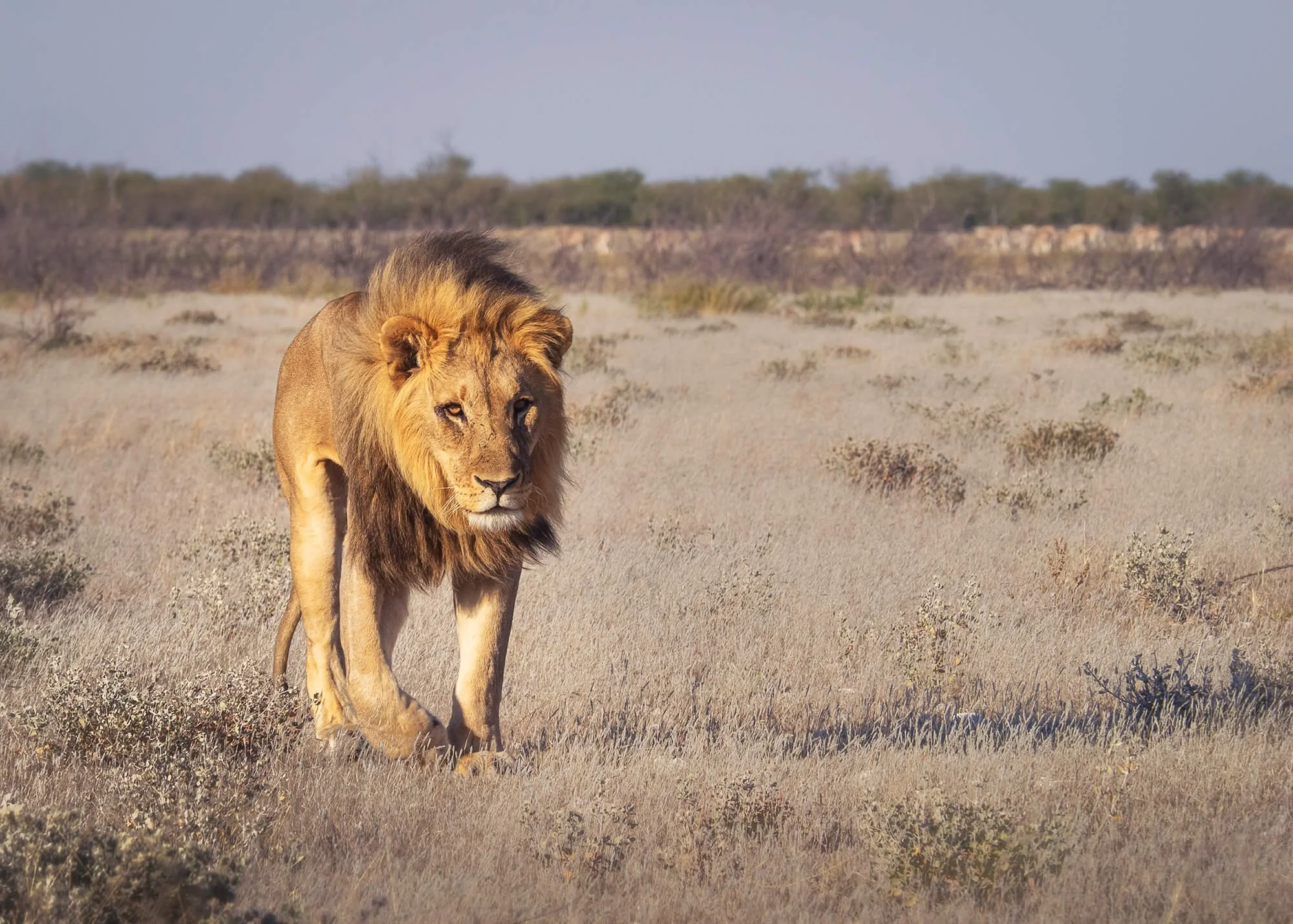 Male Lion, Etosha National Park