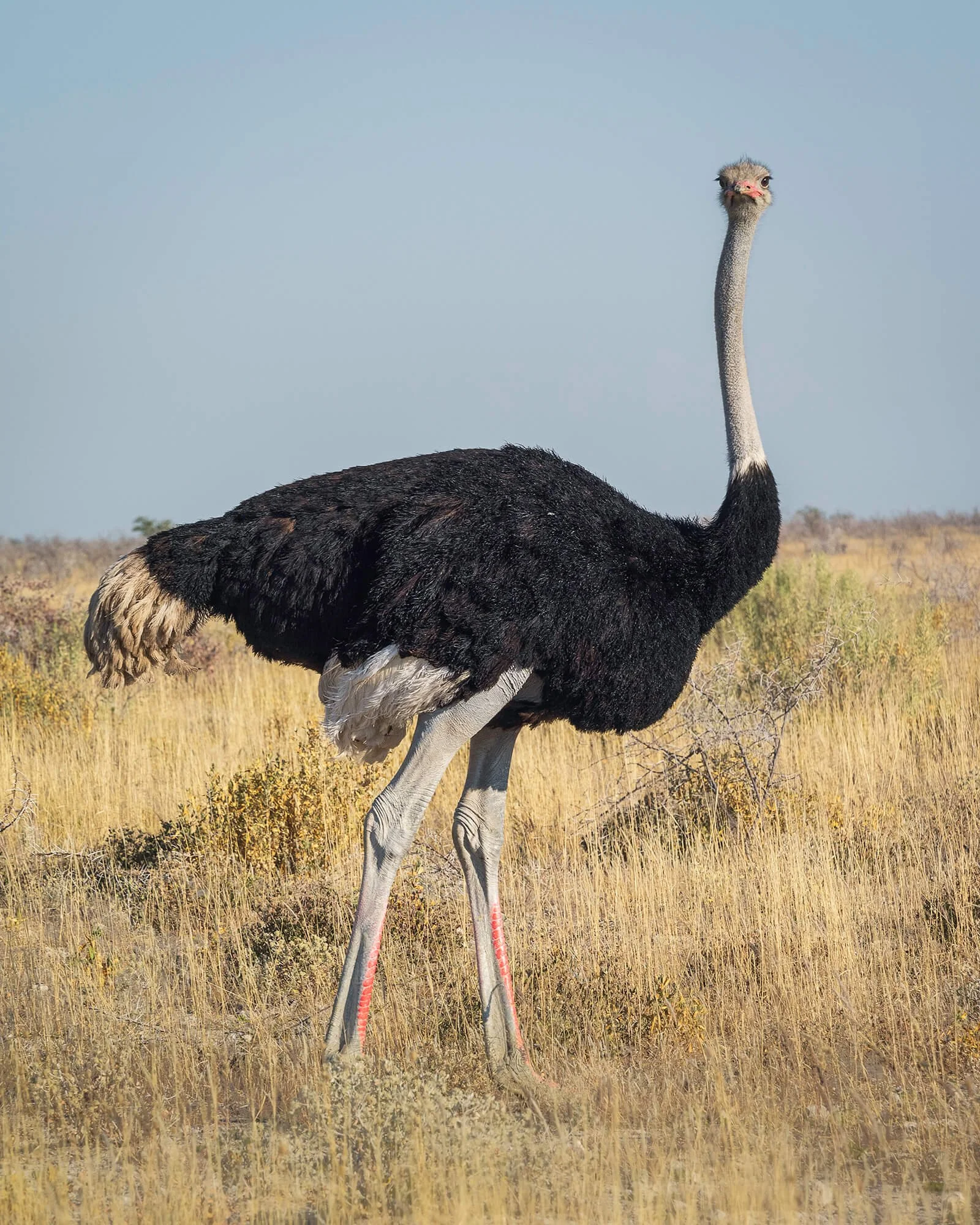 Ostrich, Etosha National Park