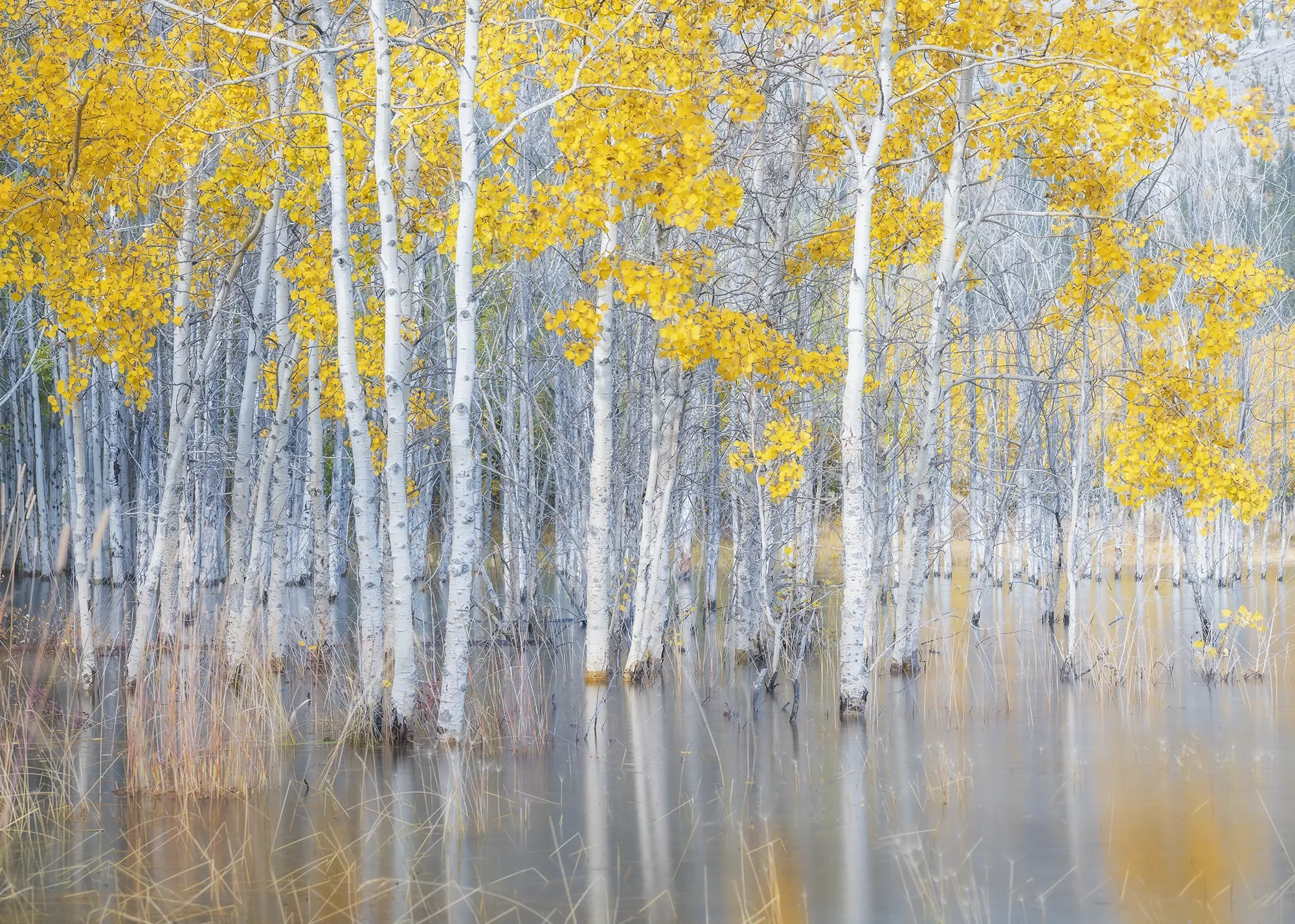 Aspens, Abraham Lake