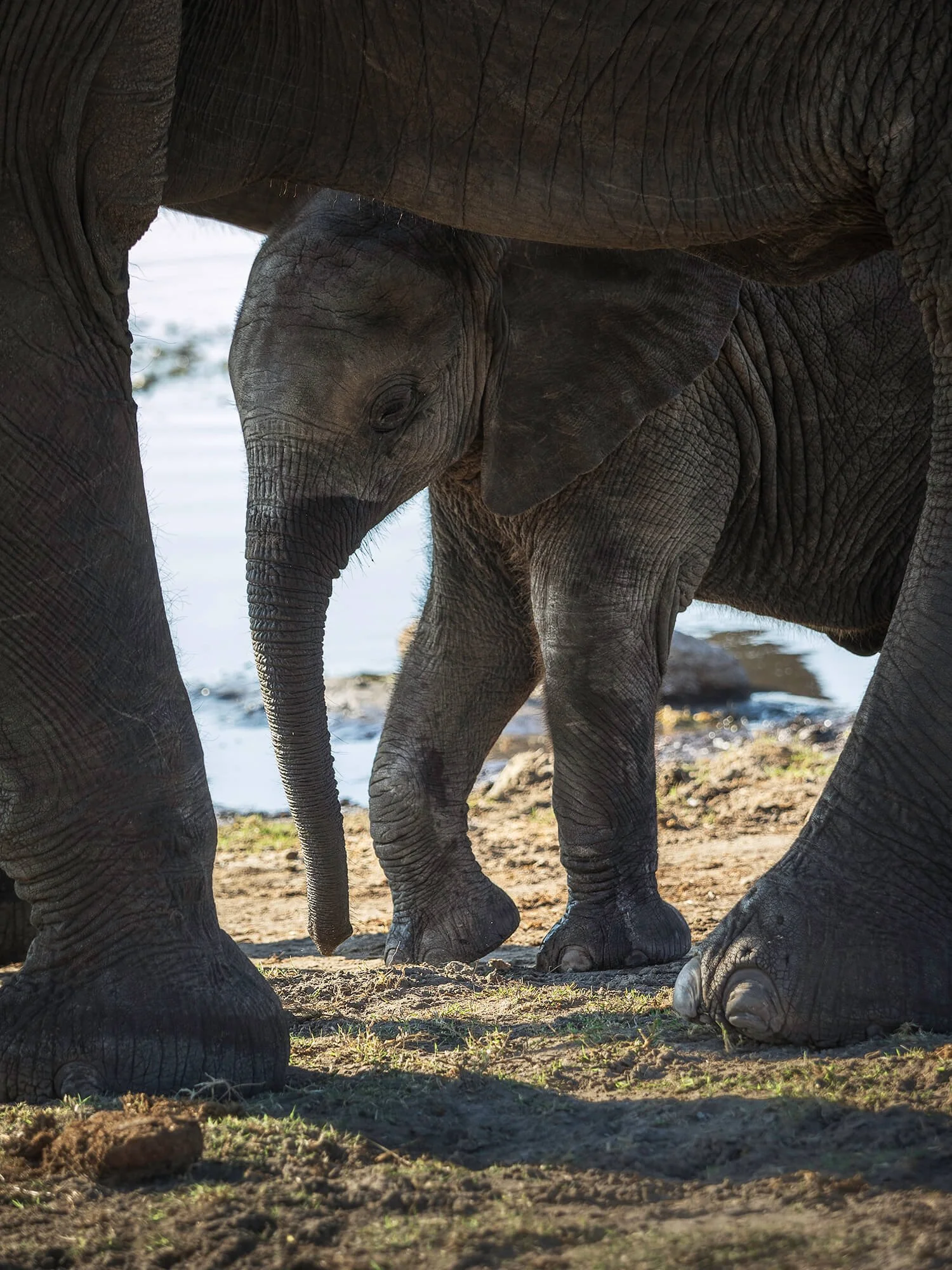 Young Elephant, Chobe River