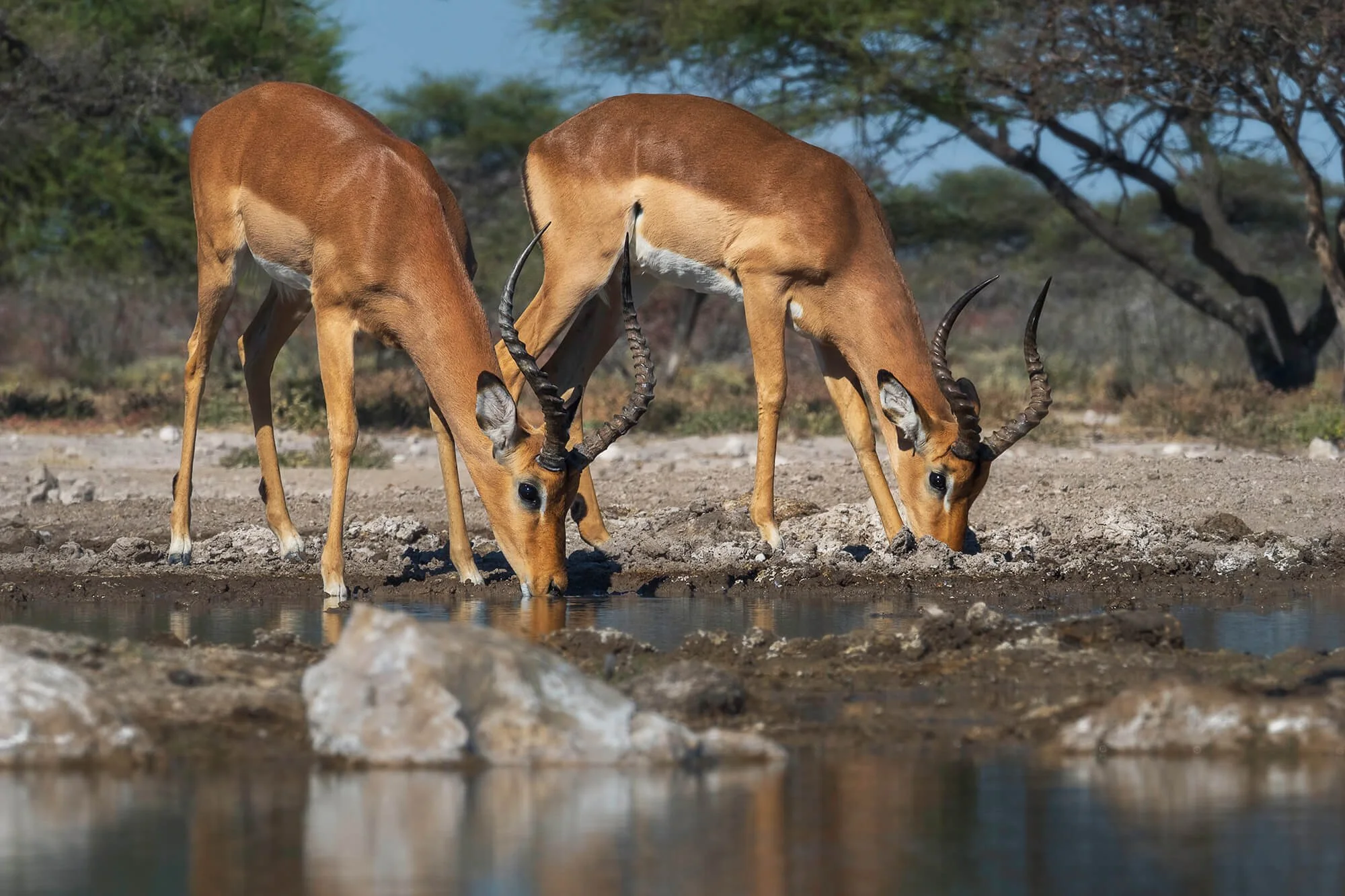 Impalas at Watering Hole