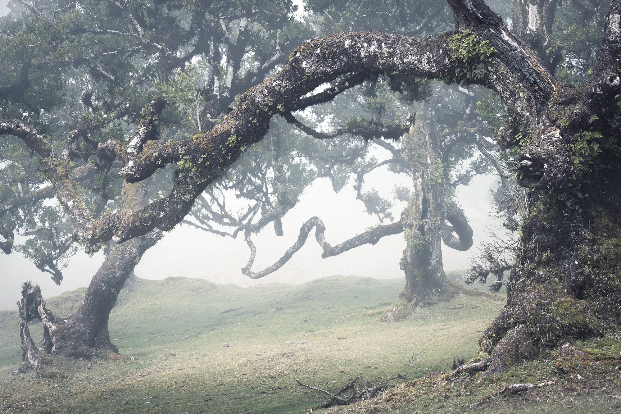 Fanal Forest, Madeira