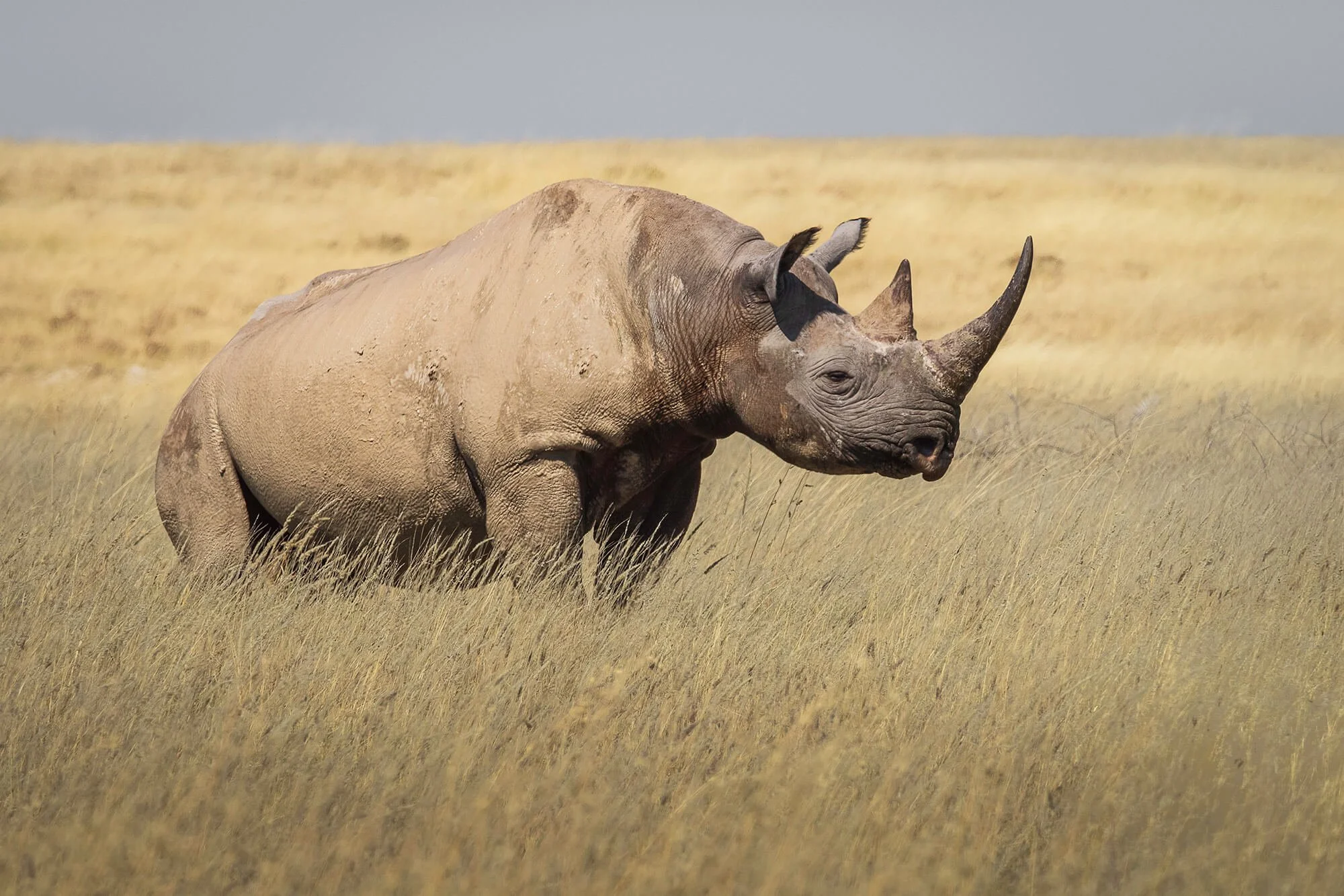 Black Rhino, Etosha National Park