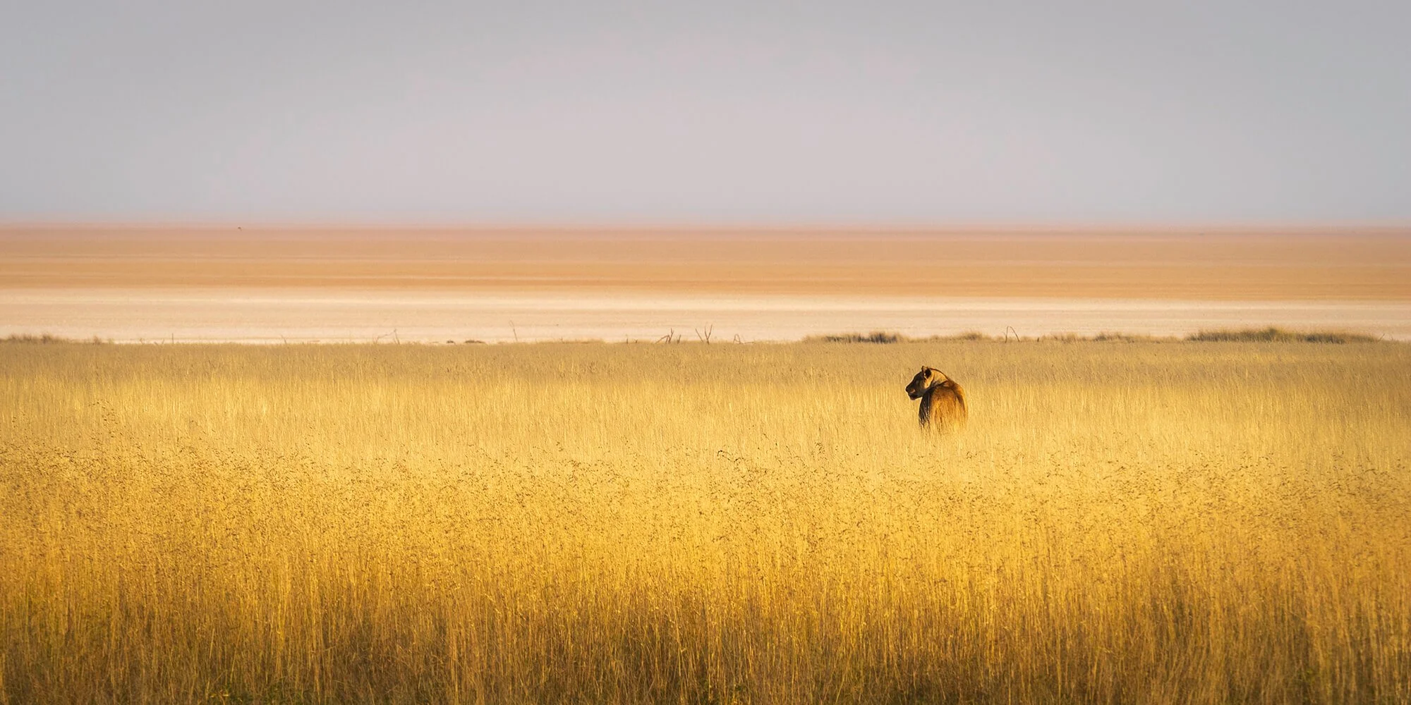 Lioness, Etosha, Namibia