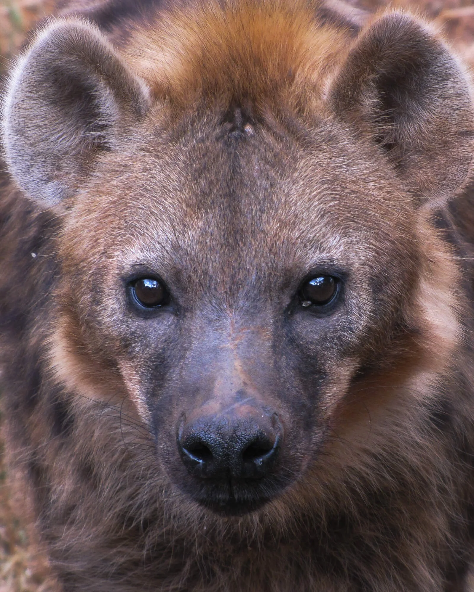 Hyena portrait, Masai Mara
