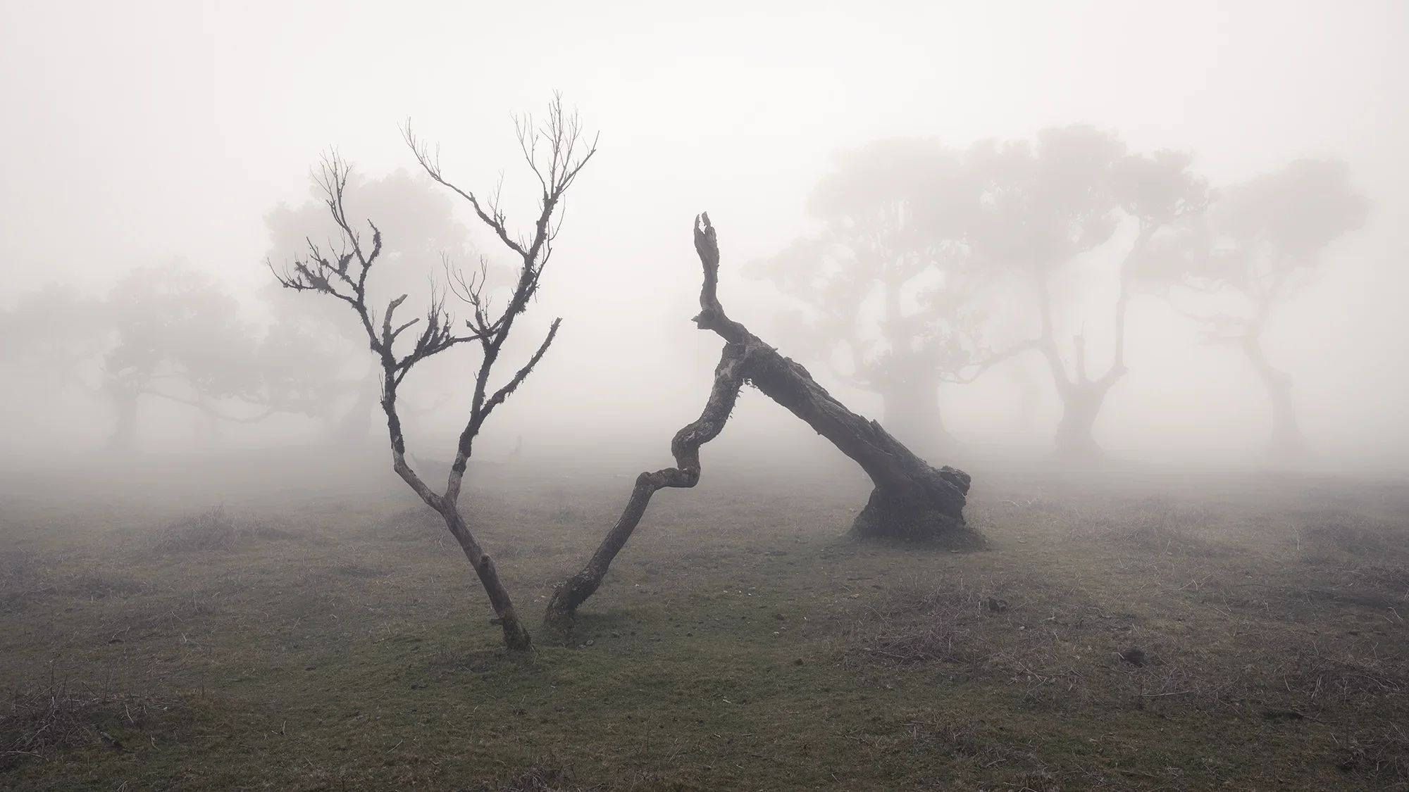 Fanal Forest, Madeira