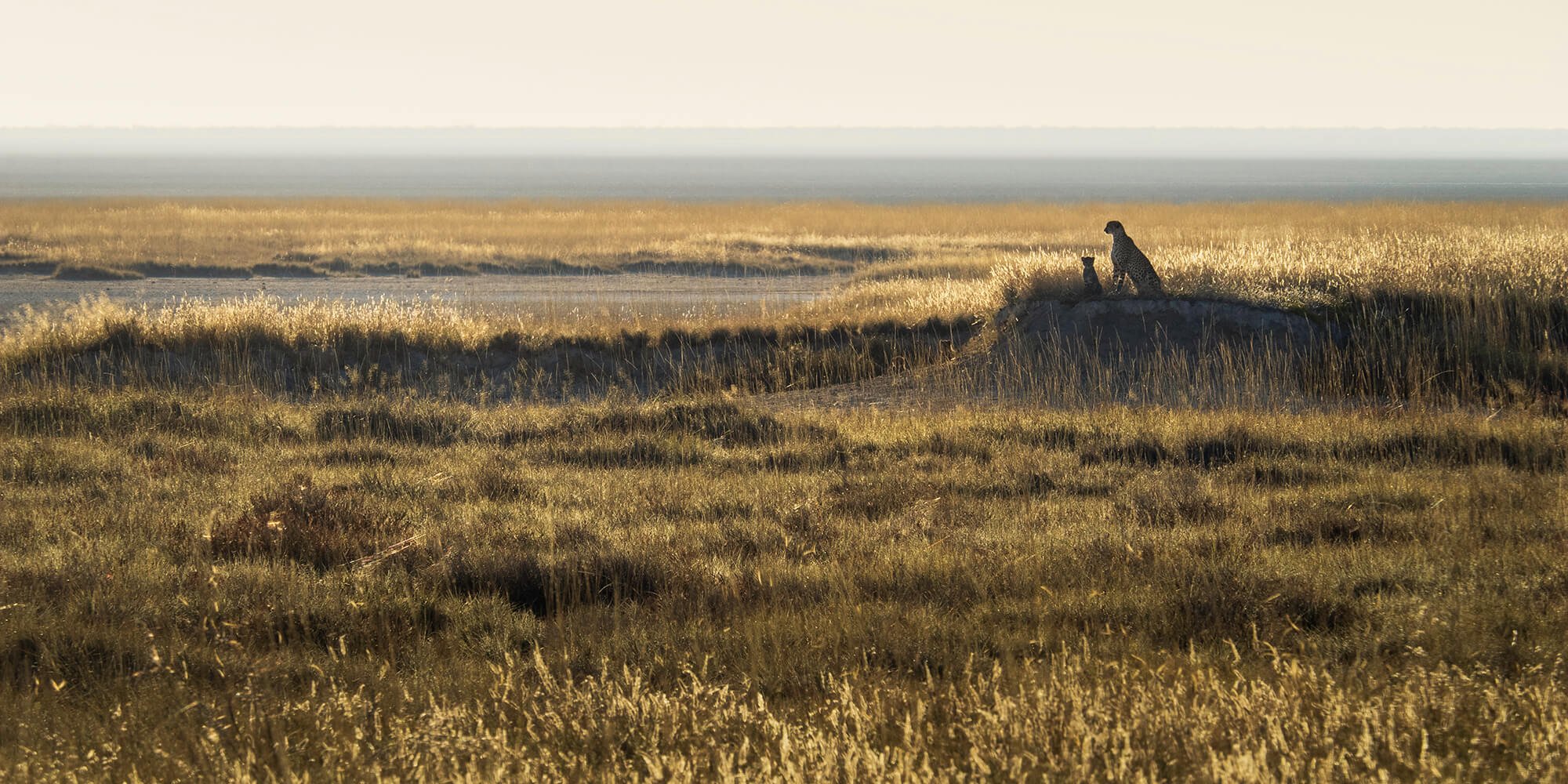 Cheetah & Cubs, Etosha Pan