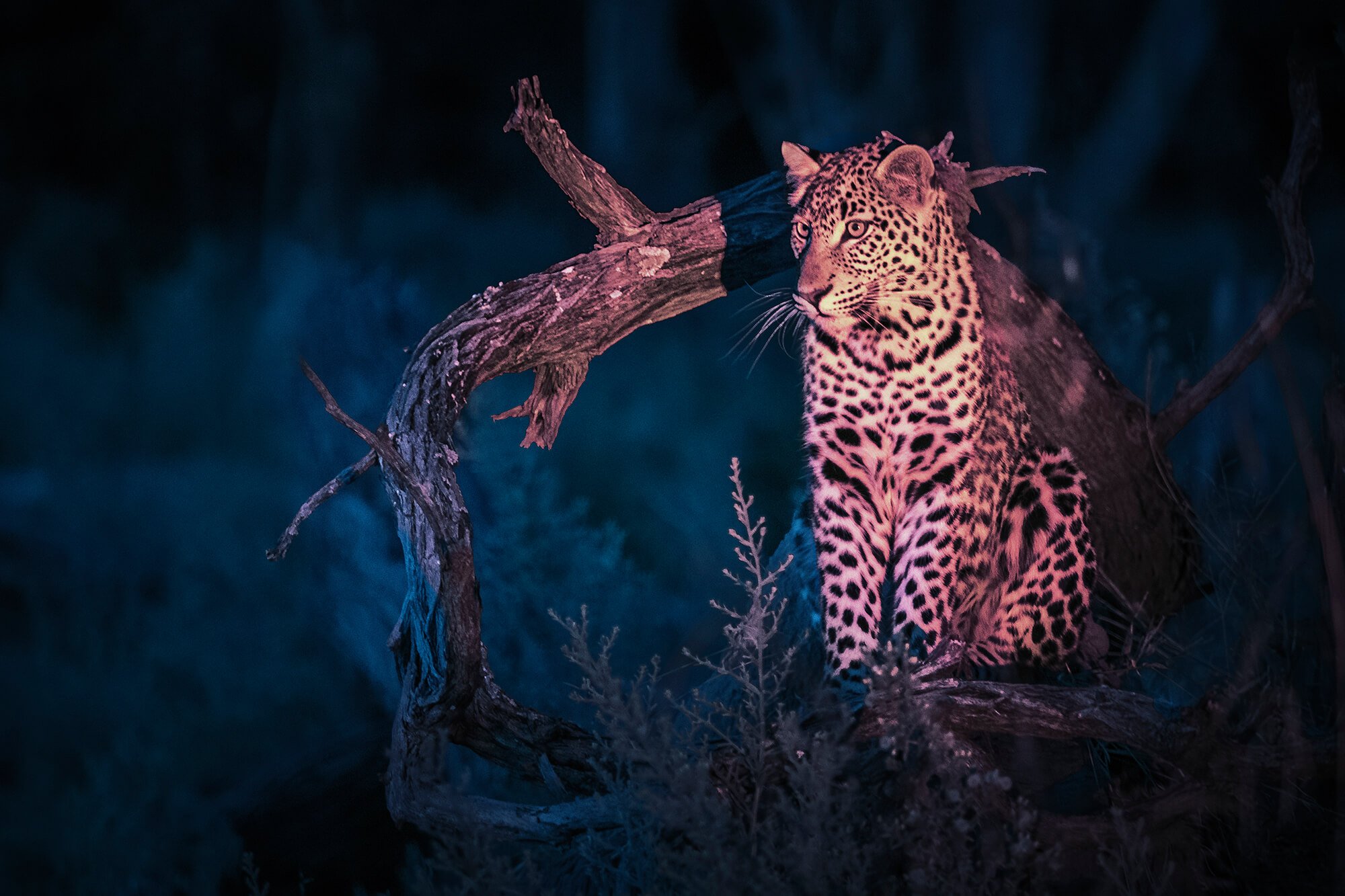 Leopard at night in Moremi