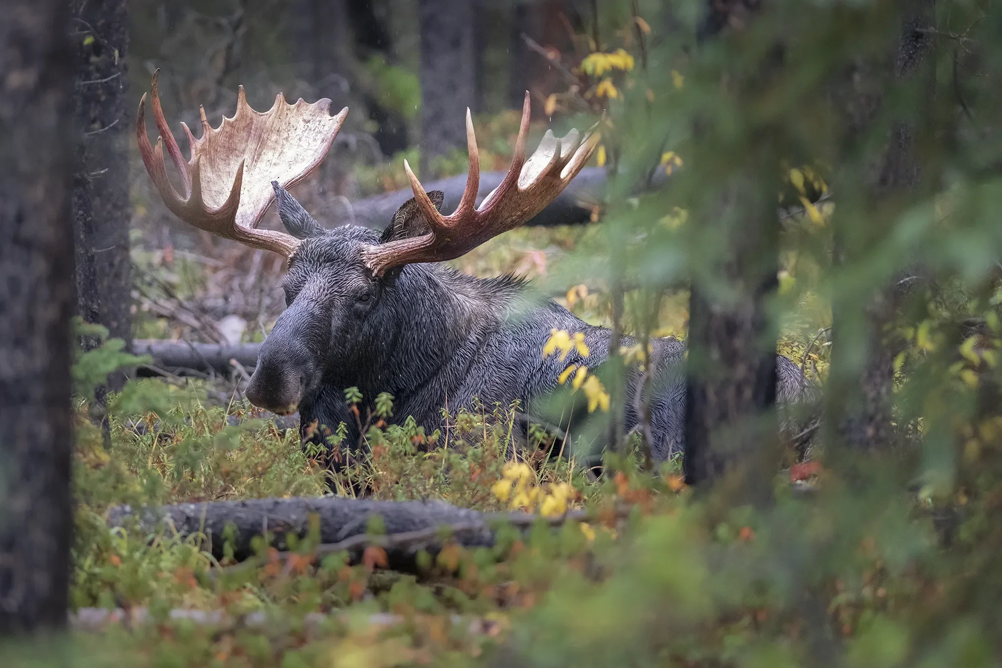 Moose, Maligne Lake Road, Jasper