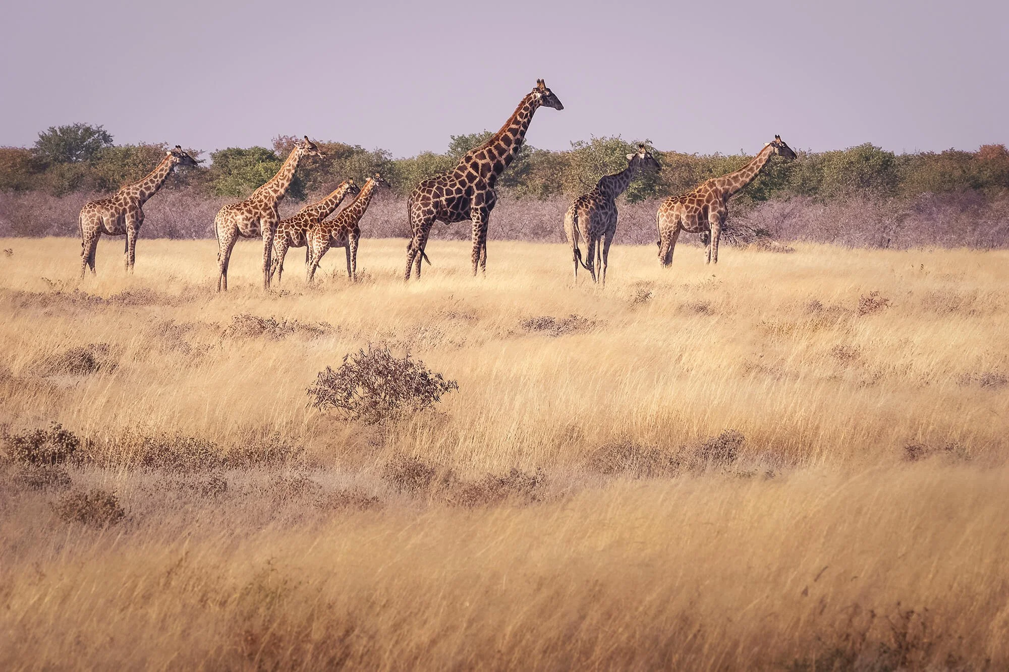Tower of Giraffes, Namibia
