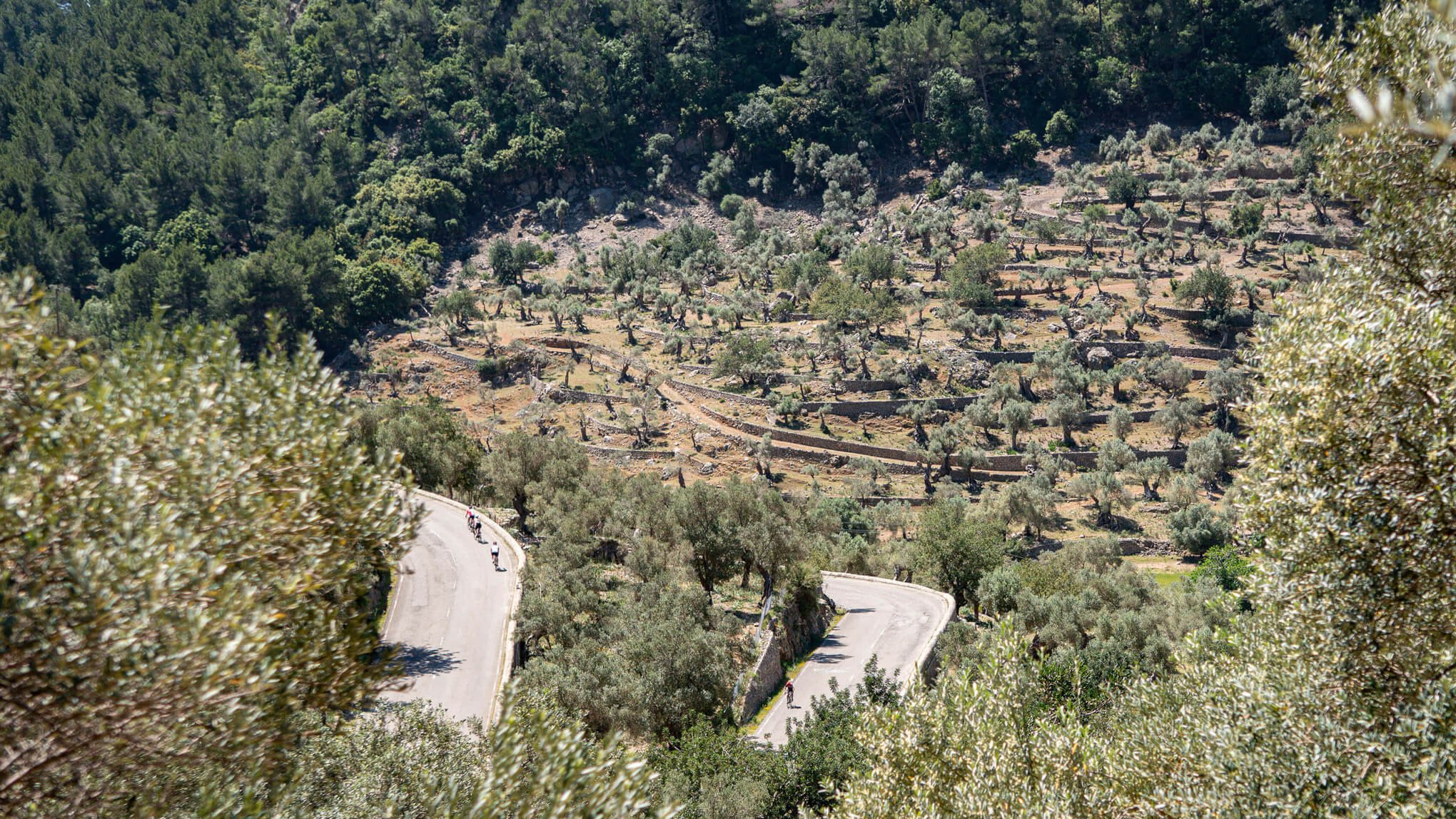Olive trees around the Col de Soller road
