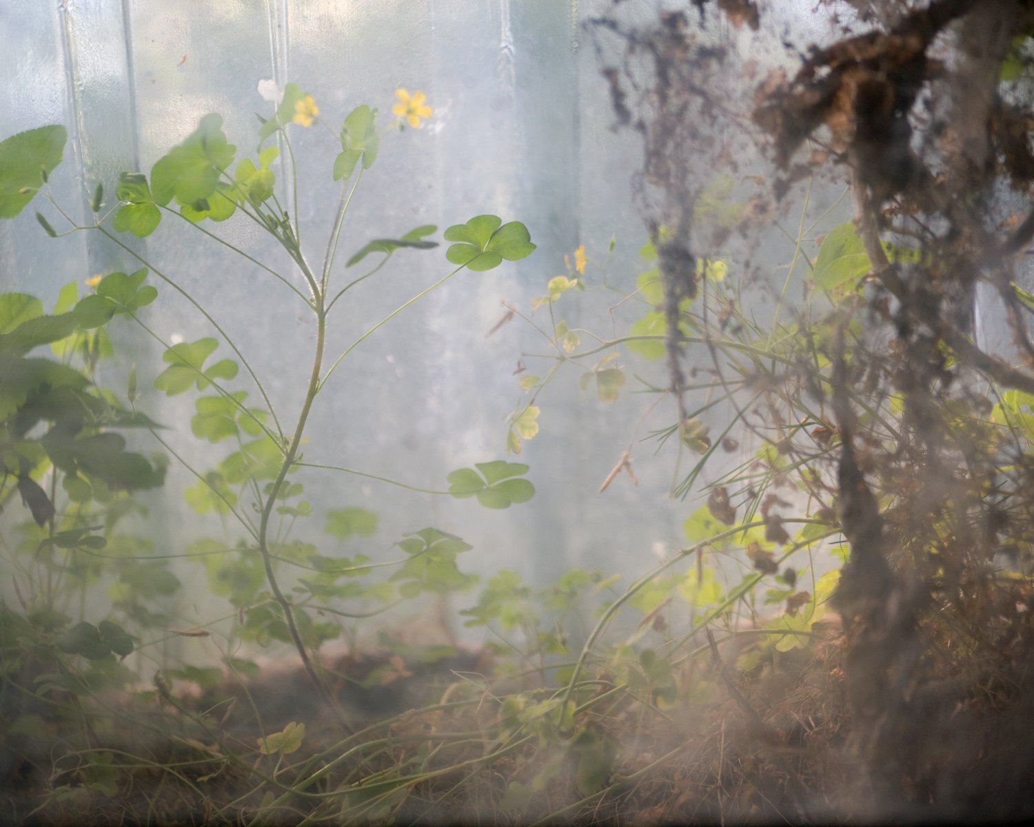 Kaitlyn Jo Smith, "Clovers Through Basement Window (Grandmother's House)," archival inkjet print, 2020