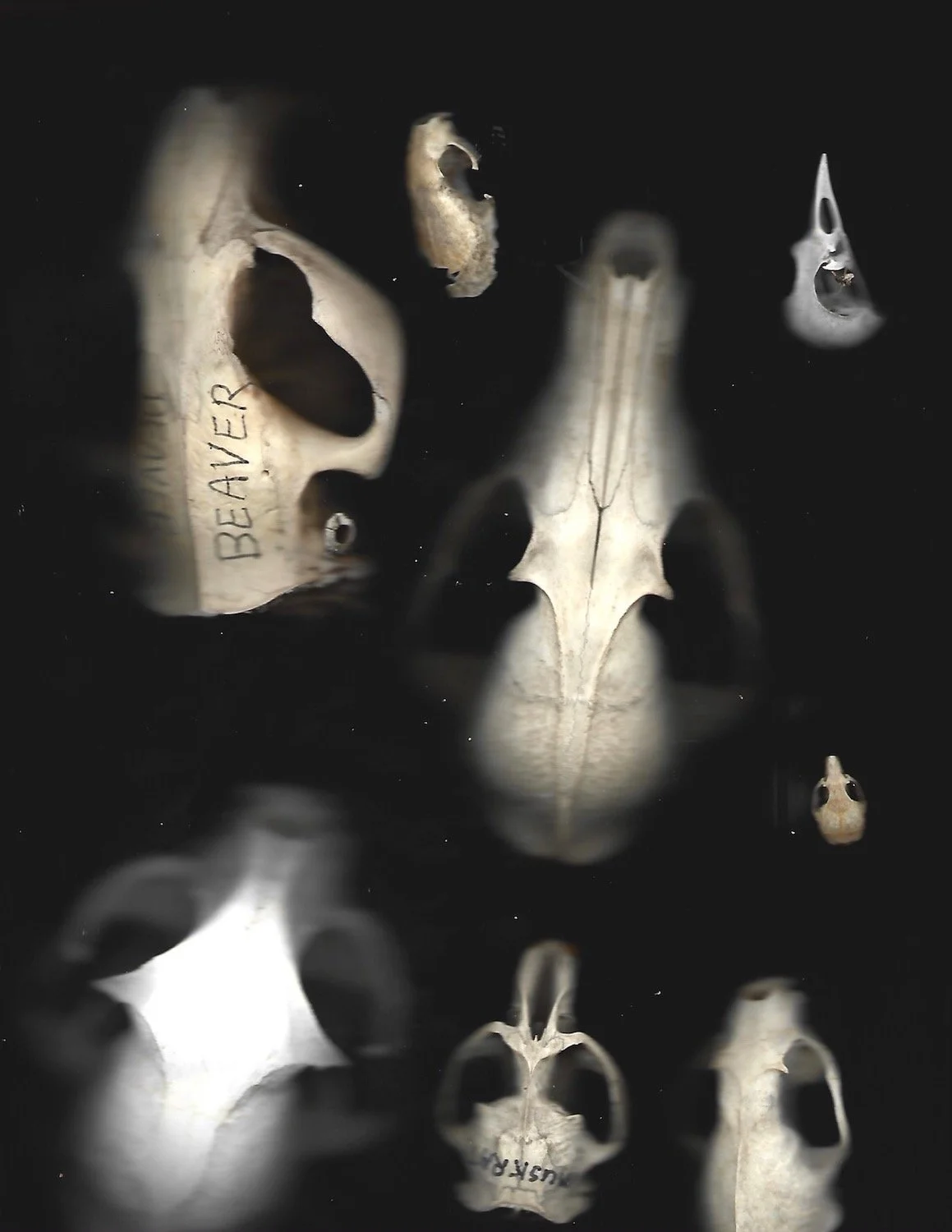 Emily Fritts, "Skull Scan B,"  Scanography, 2022