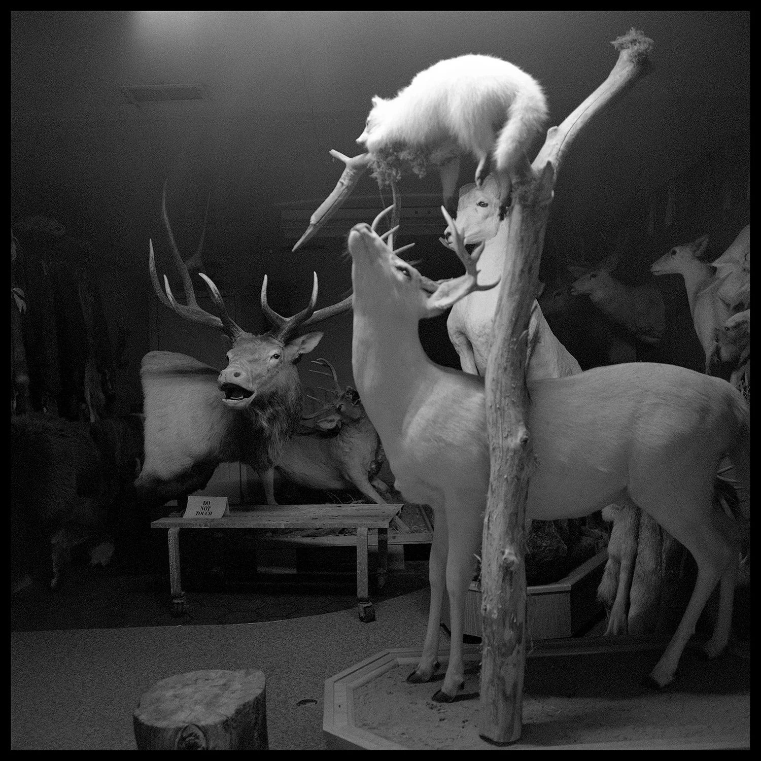 Kristie Cornell, "Natural Habitat", photography, 2025