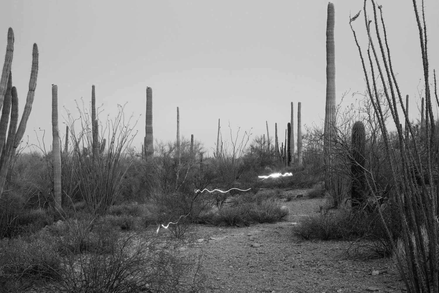 Cori Erin, "Dsfgrd.OP.OT - Organ Pipe Cactus National Monument, Arizona", digital photography, 2025