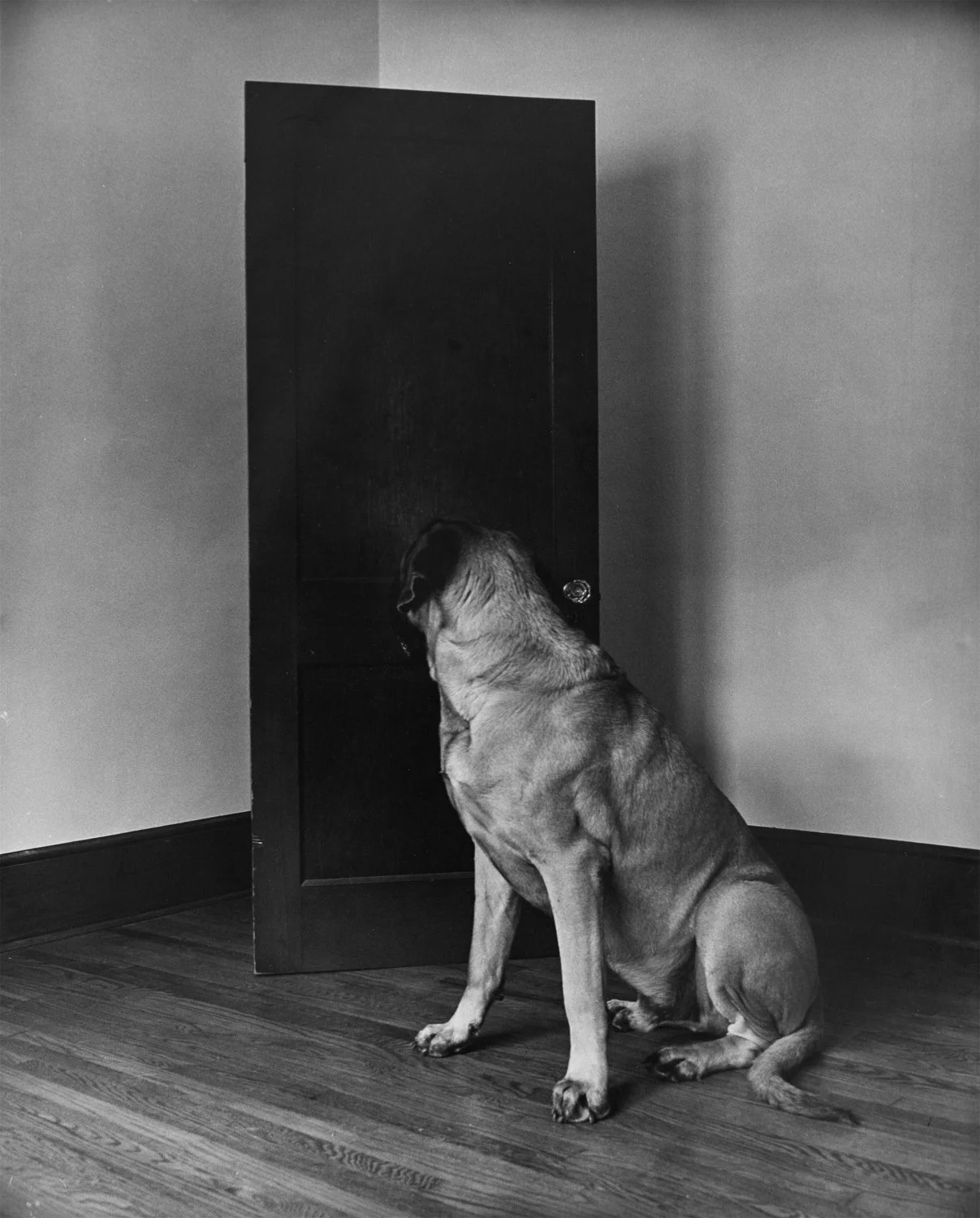 Nika McKagen, "Cerberus Guarding The Last-known Entrance" , 16x20" silver gelatin print on expired paper , 2024