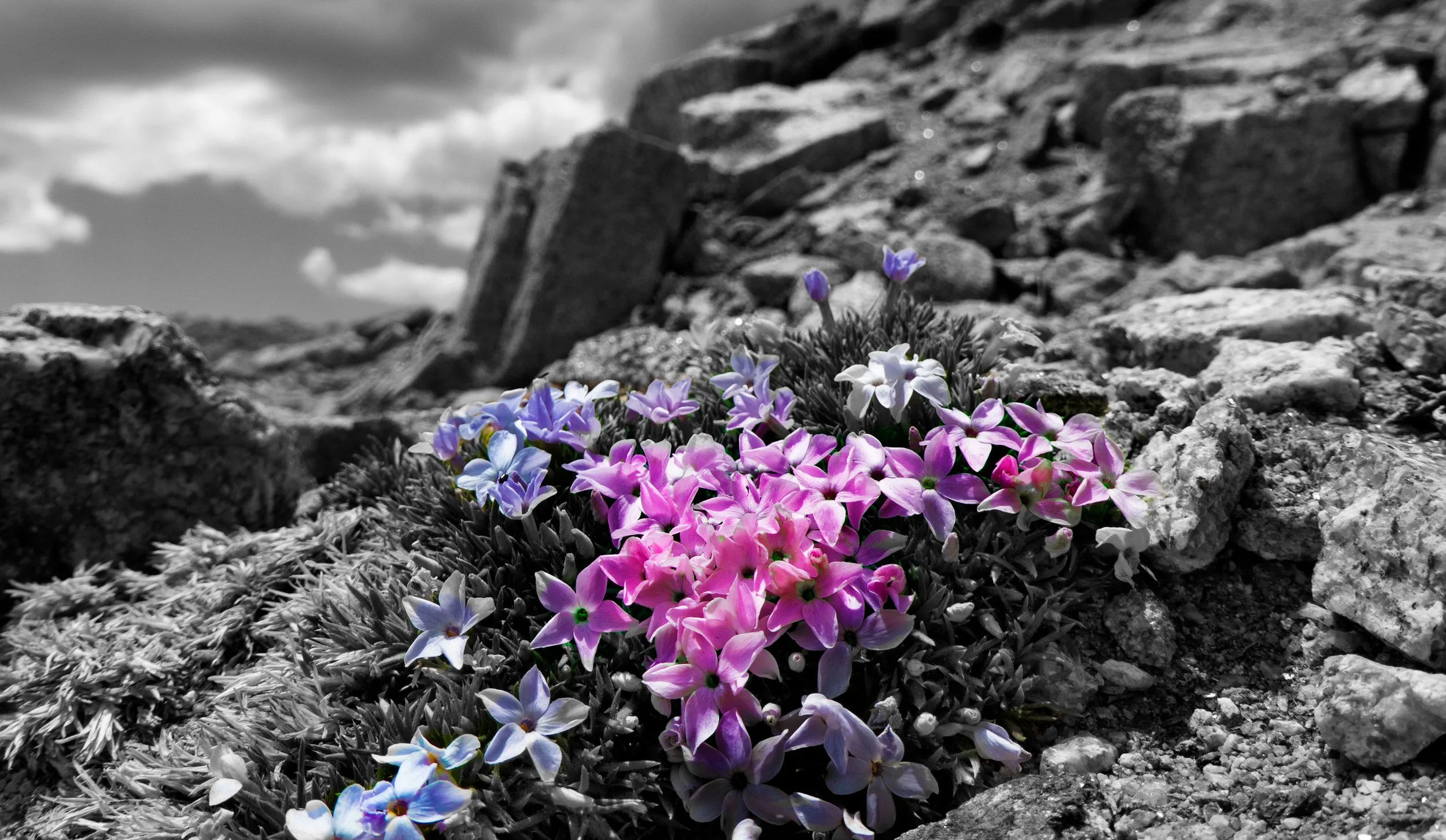 Alpine flowers; Lake Peak
