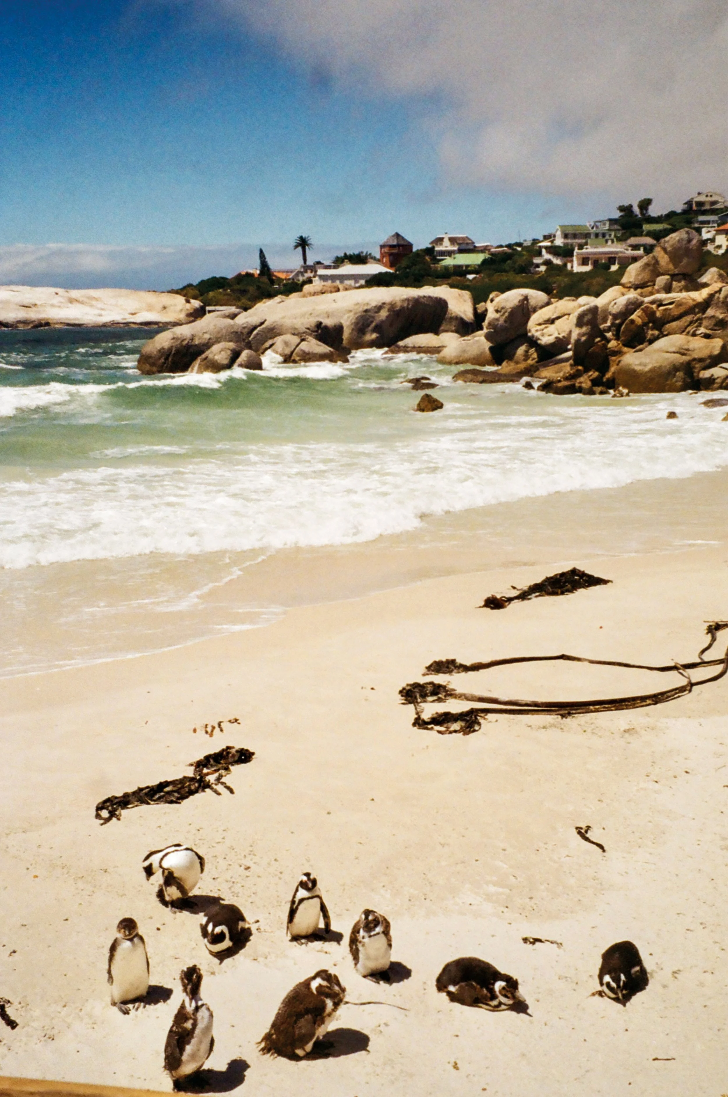 Penguins in SA-PBB-DigitalFilmPrint.jpg
