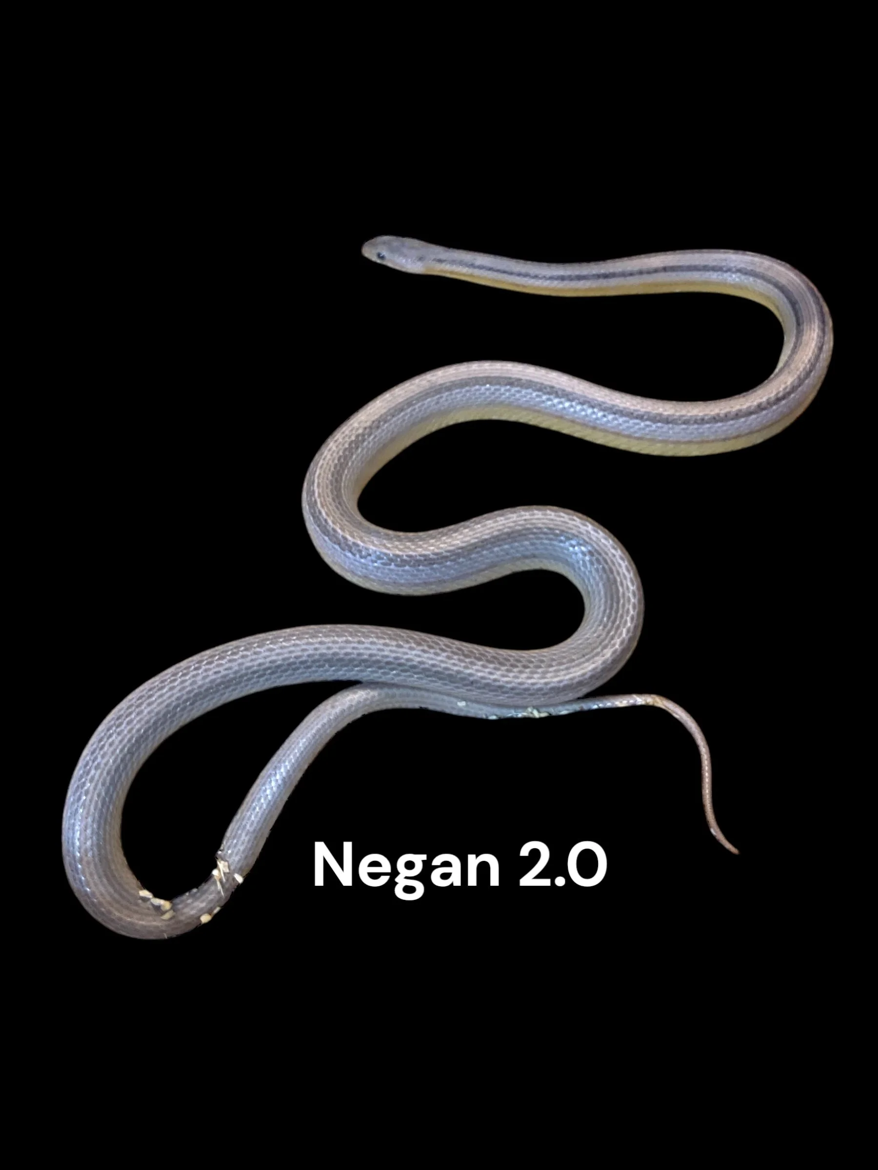 Negan 2.0- Coral Anery Stripe