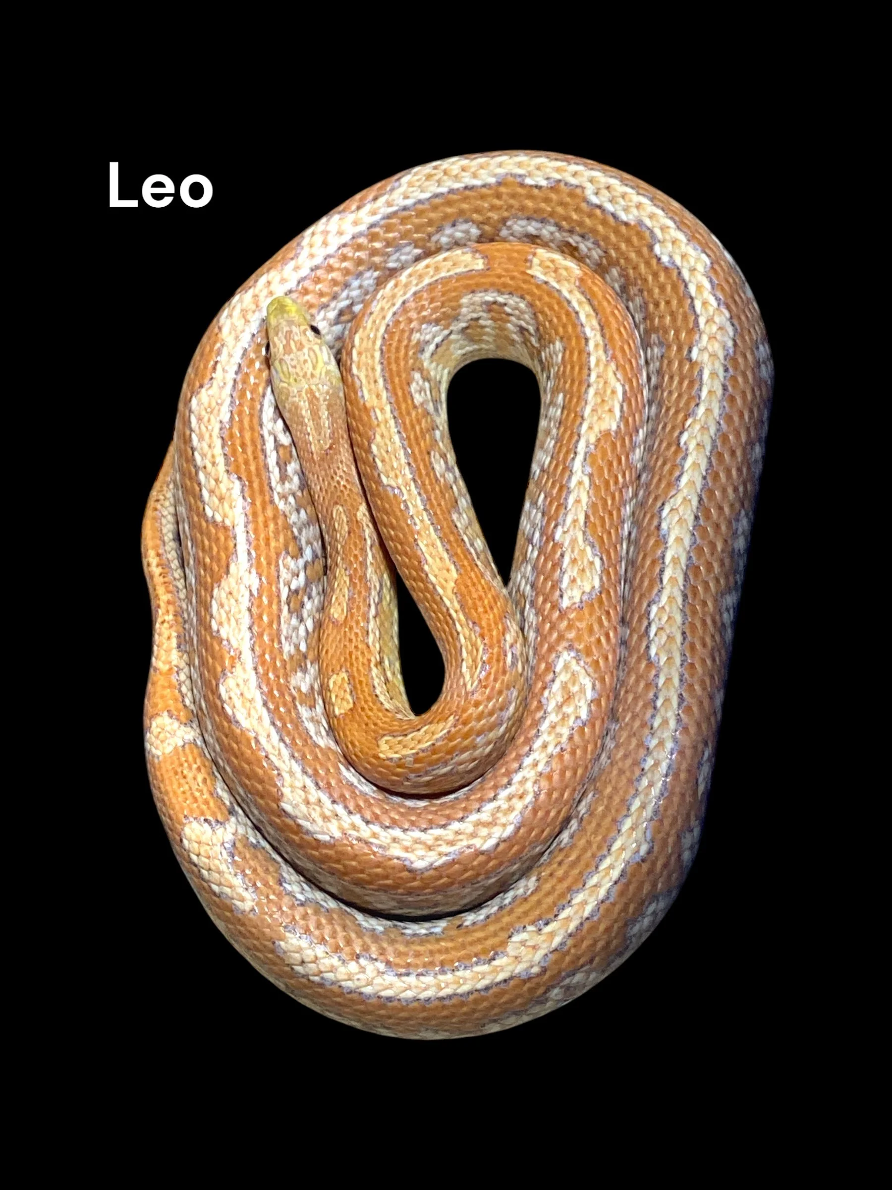 Leo- SK Hypo Tessera het Amel 66% Lava 50% Anery