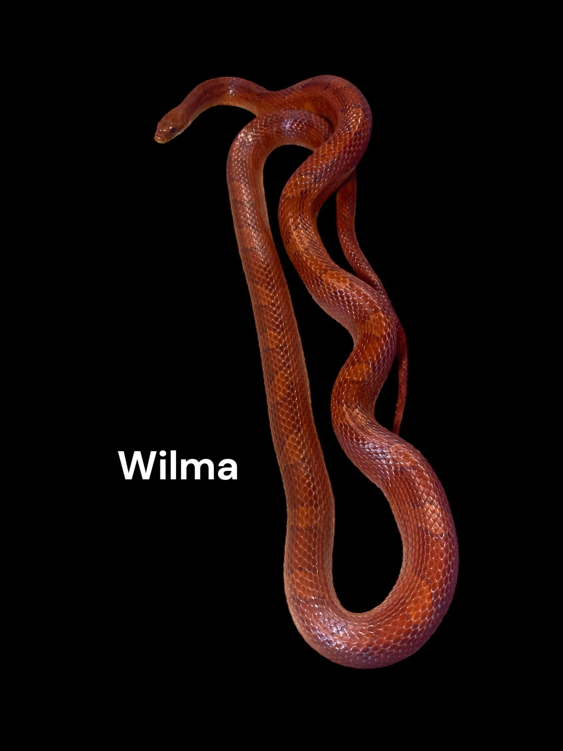 Wilma - Diffused Pied Sided