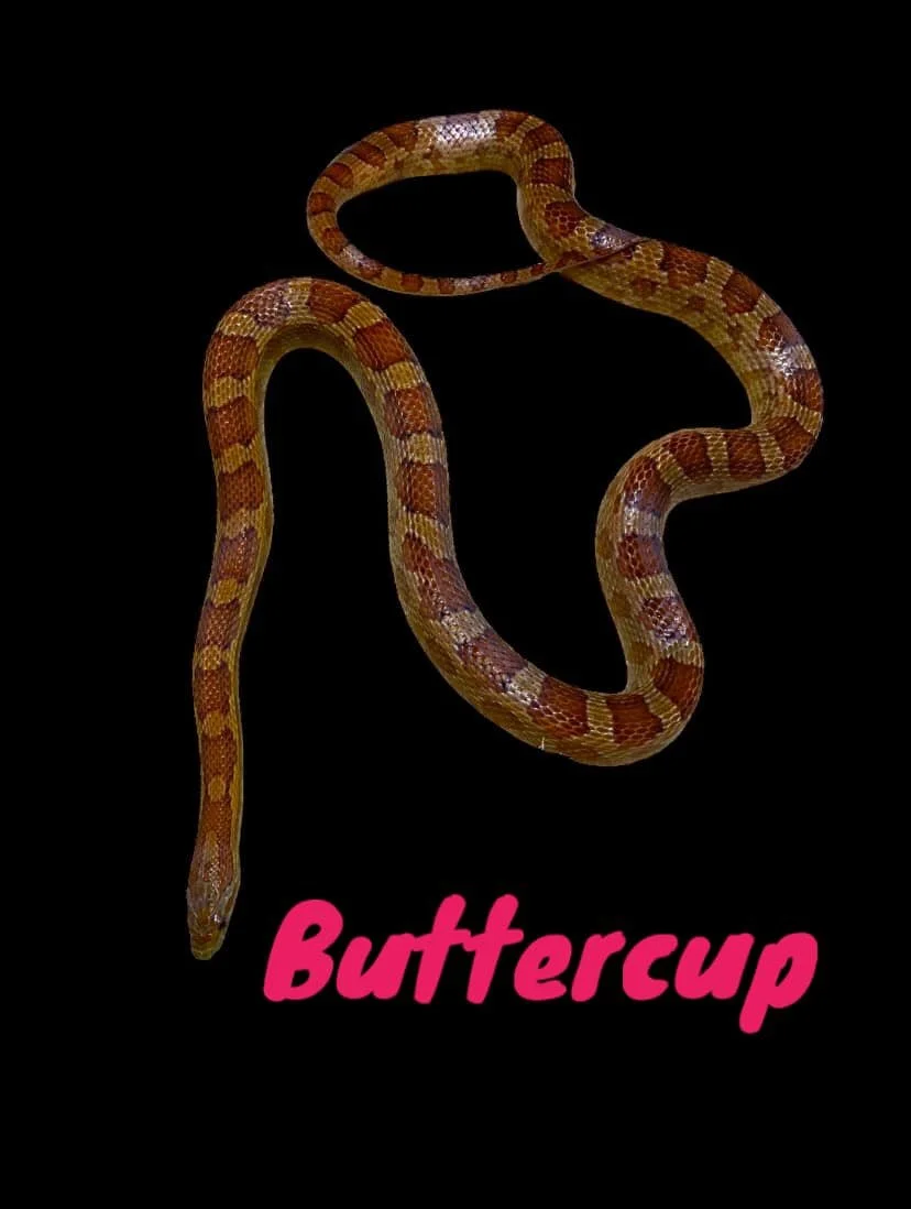 buttercup.jpg