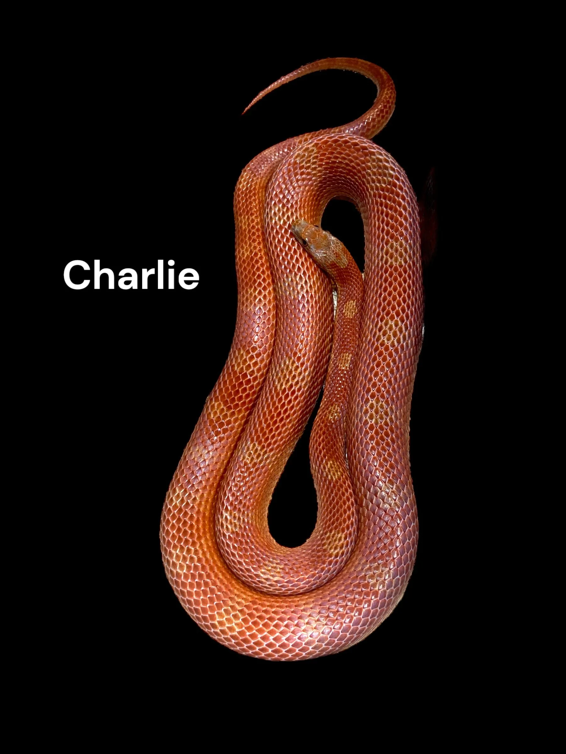 Charlie- Hypo Bloodred Motley