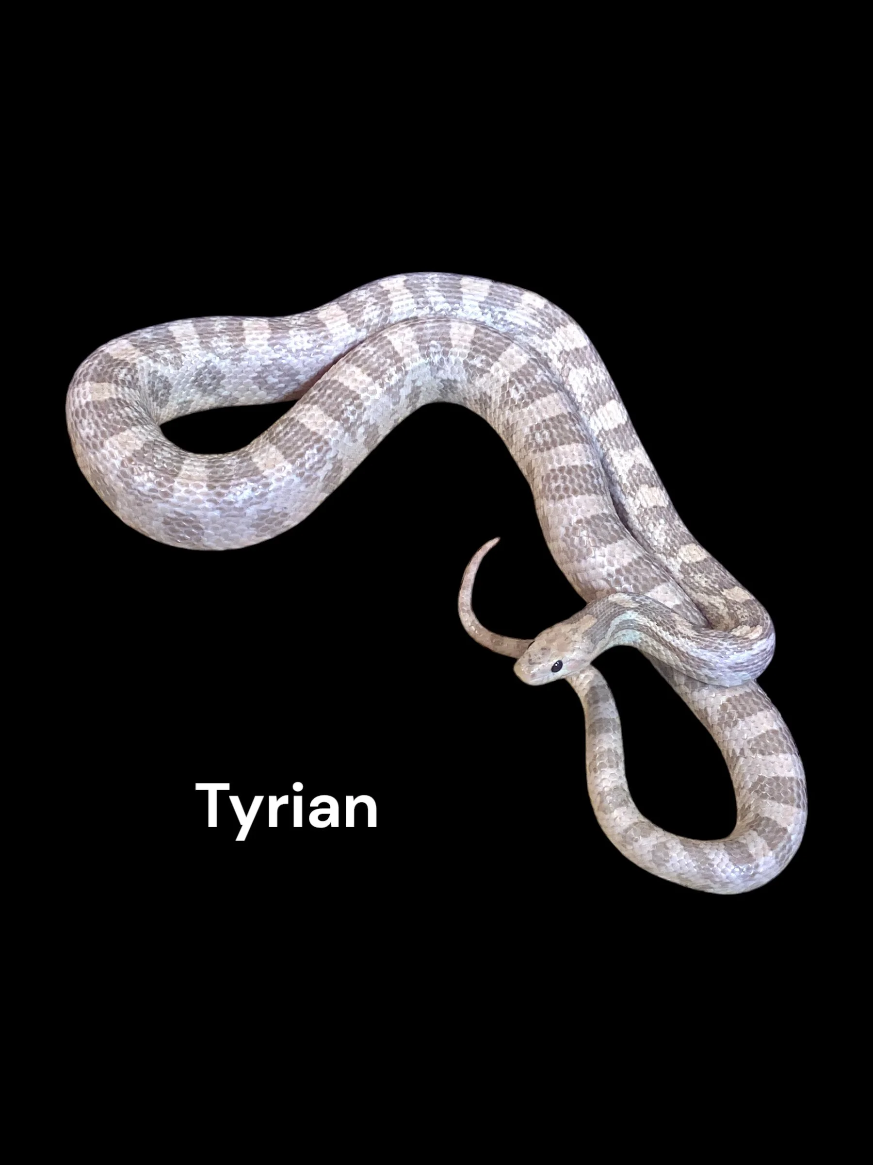 Tyrian- Lavender het Hypo het Stripe
