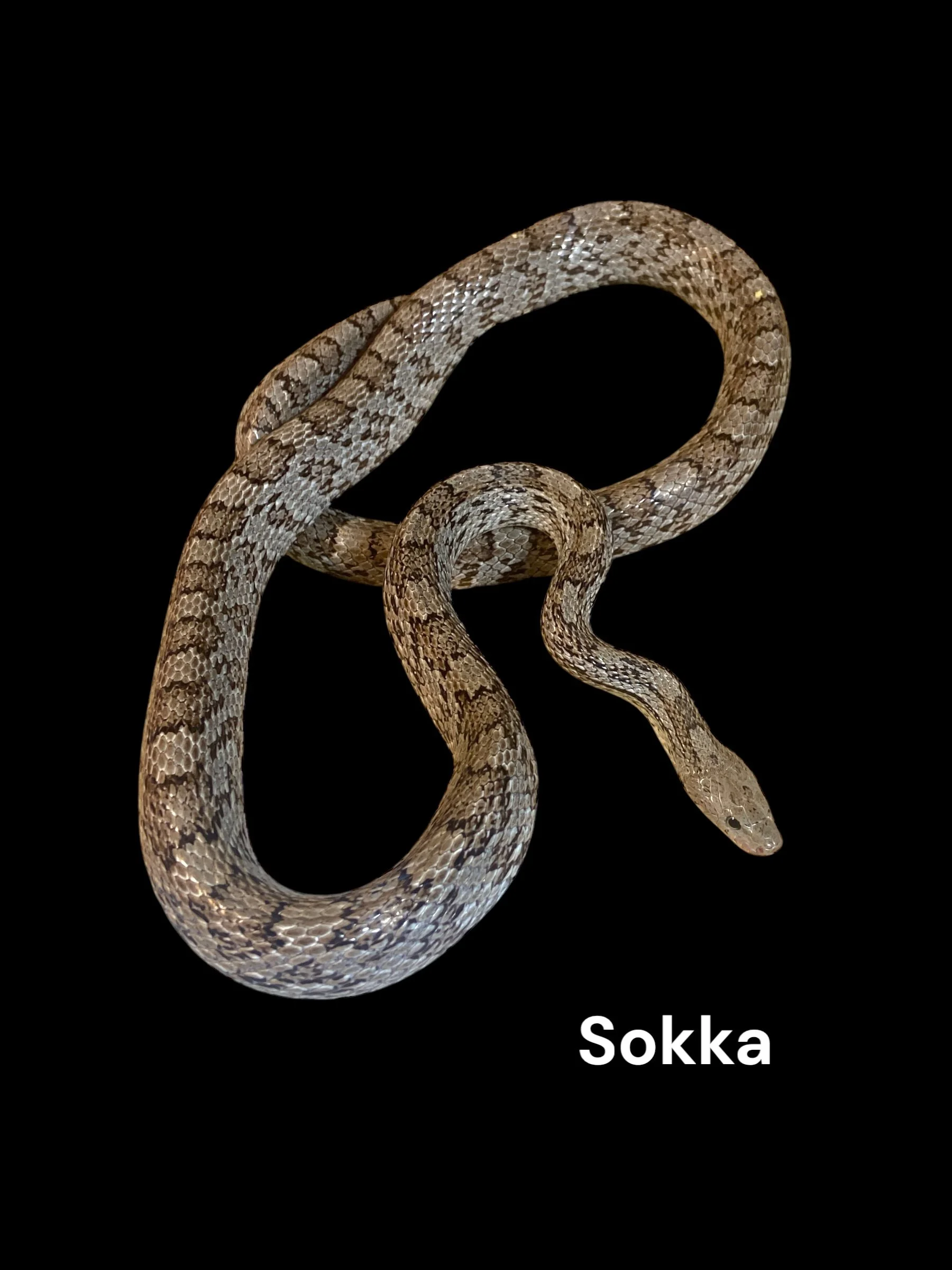 Sokka- Cinder het Hypo