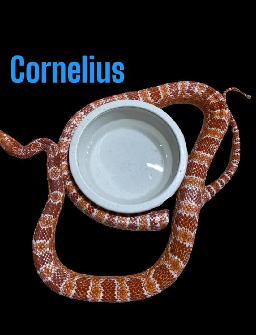 cornelius.jpg