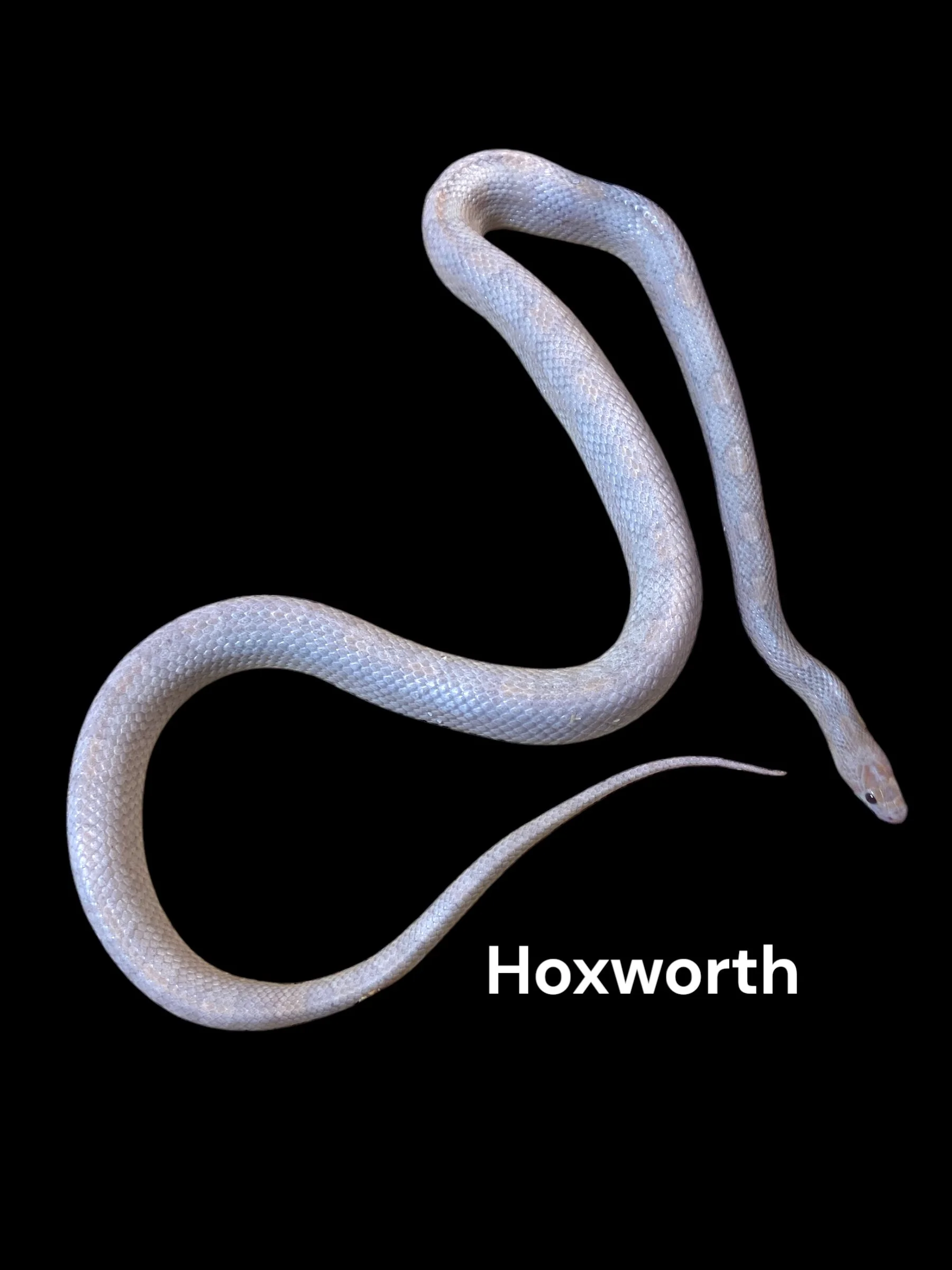 Hoxworth- Plasma (Lavender Bloodred het Charcoal het Amelanistic)