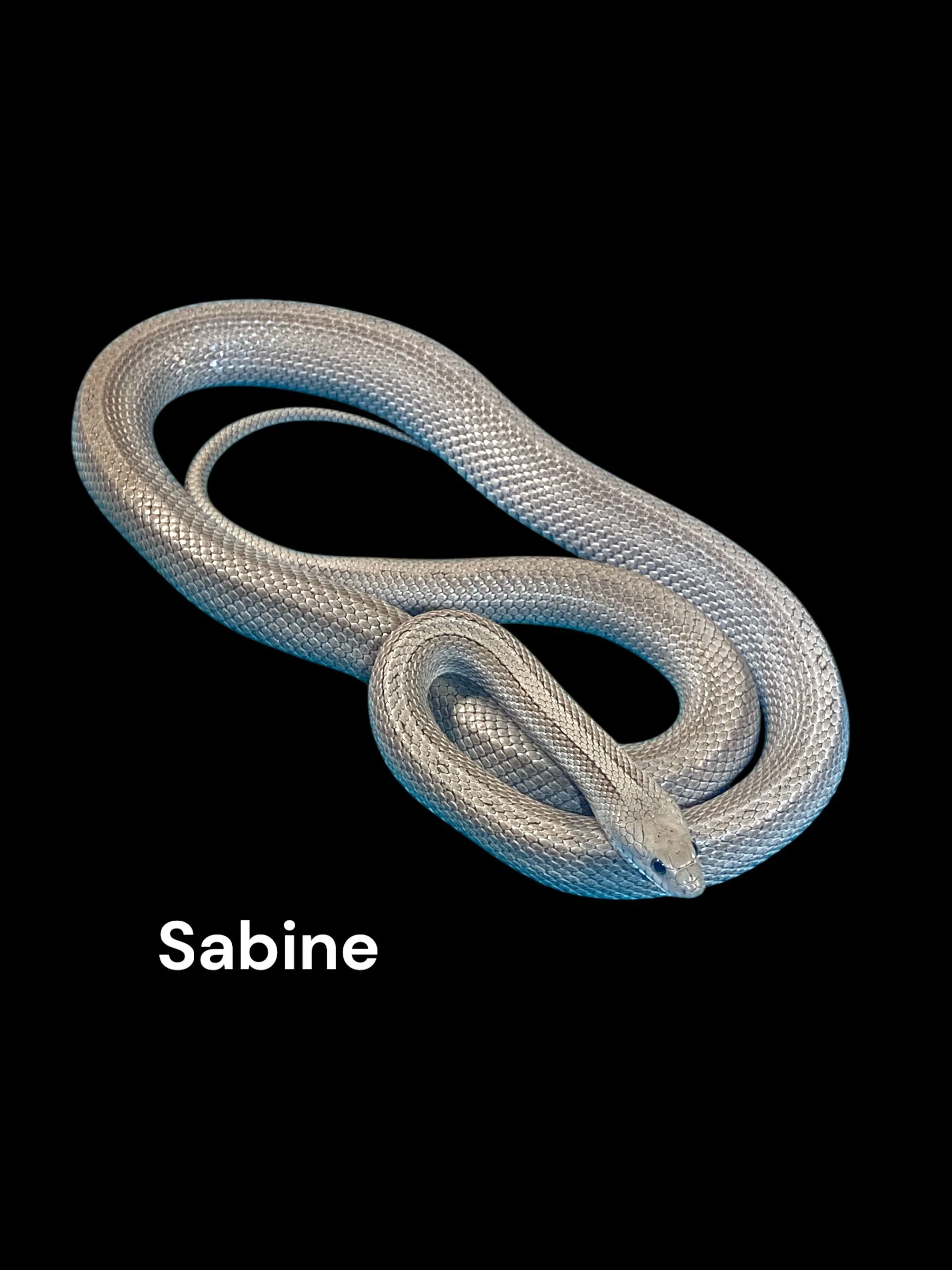 Sabine- Cinder Motley Tessera het Ultra het Amel