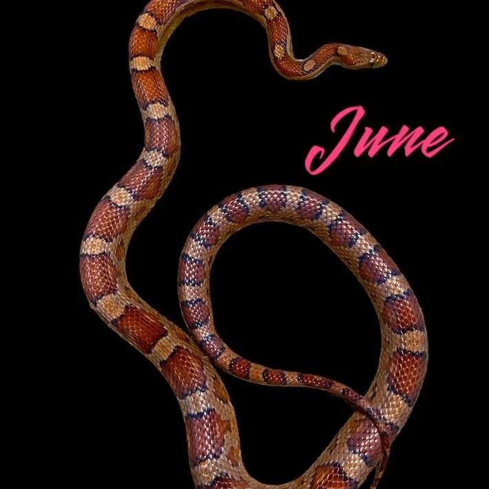 june.jpeg