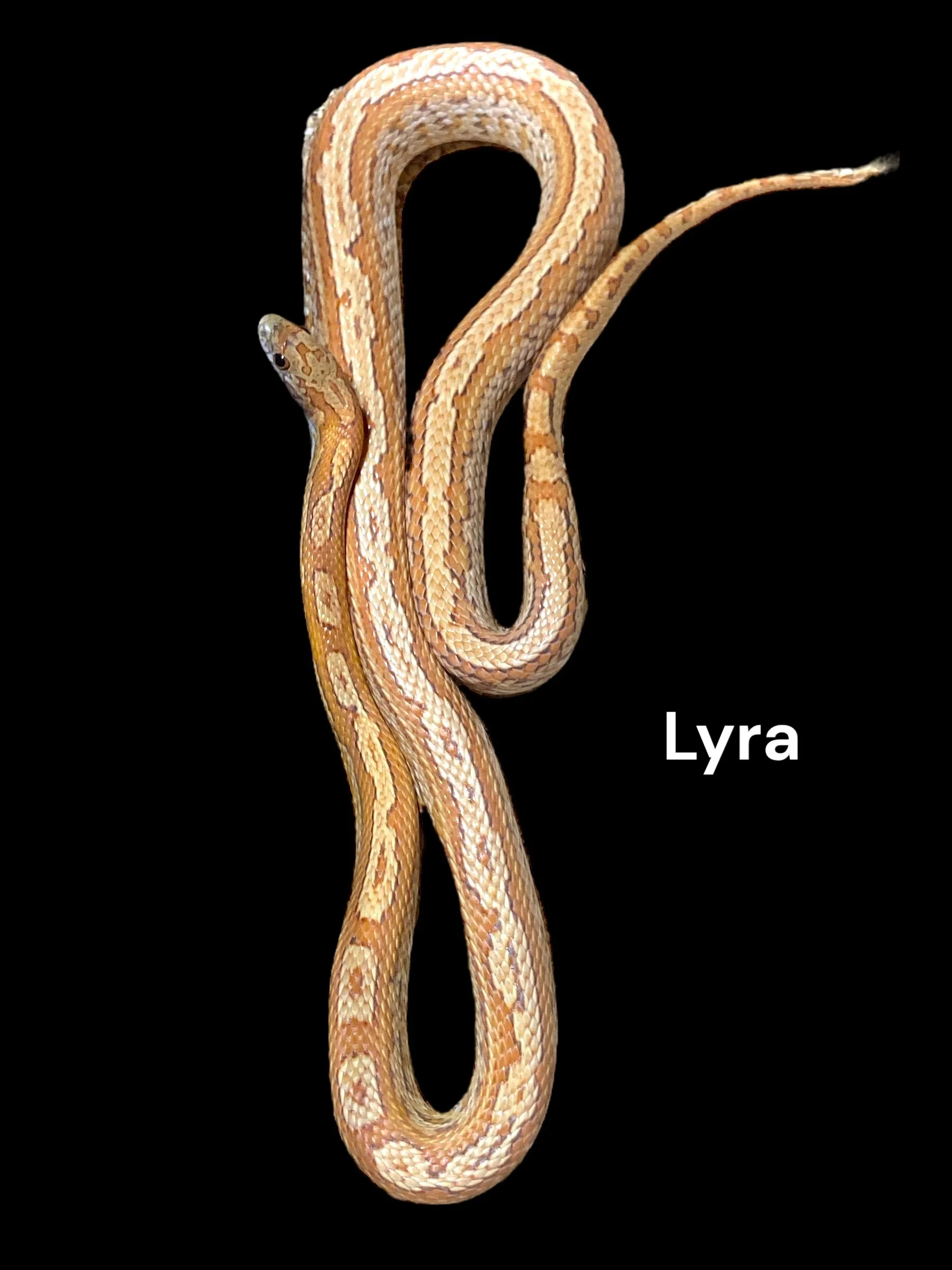 Lyra- SK Hypo Tessera het Amel 66% Lava 50% Anery