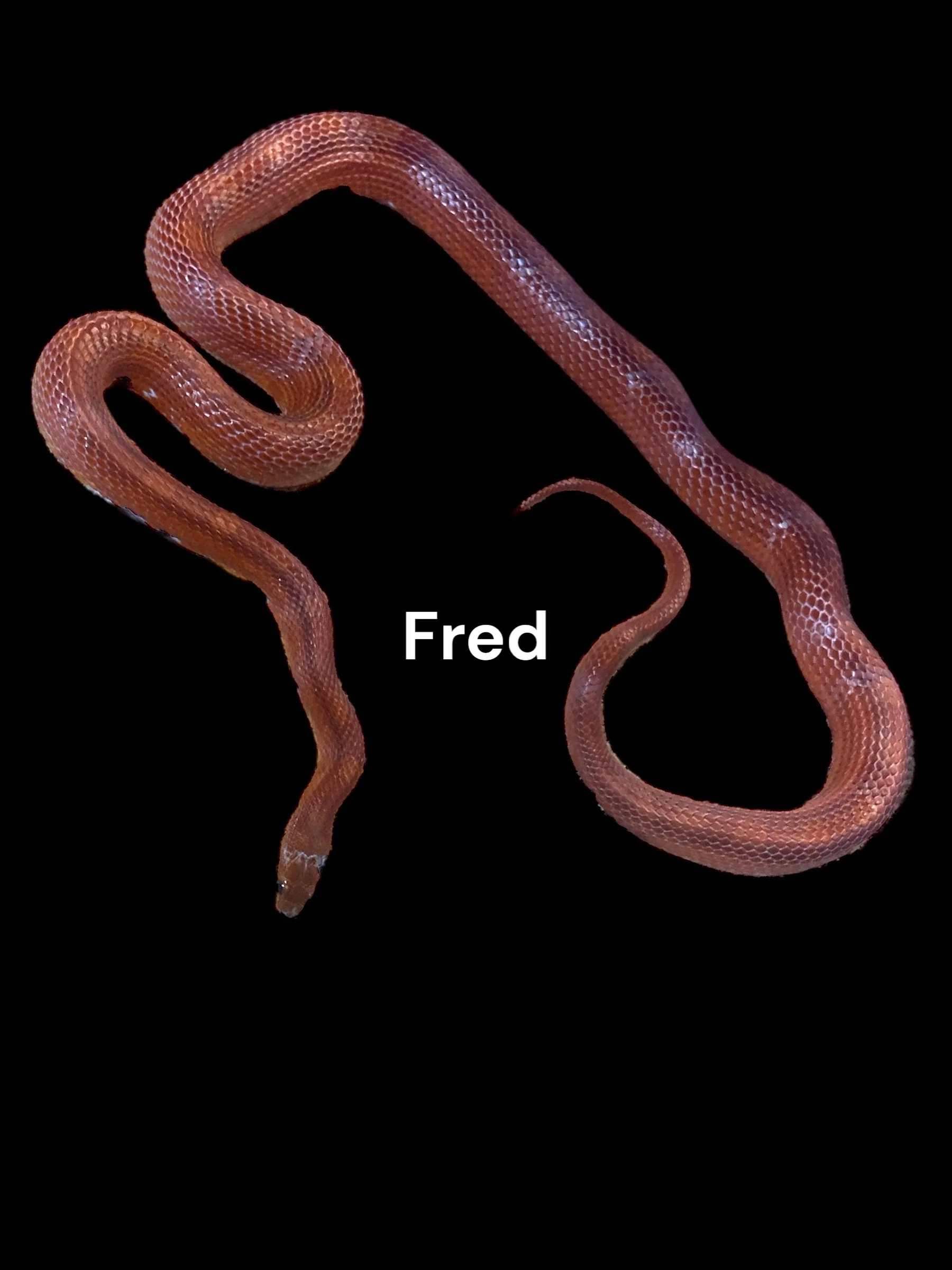 Fred- Diffused Pied Sided het Hypo 50% het Anery