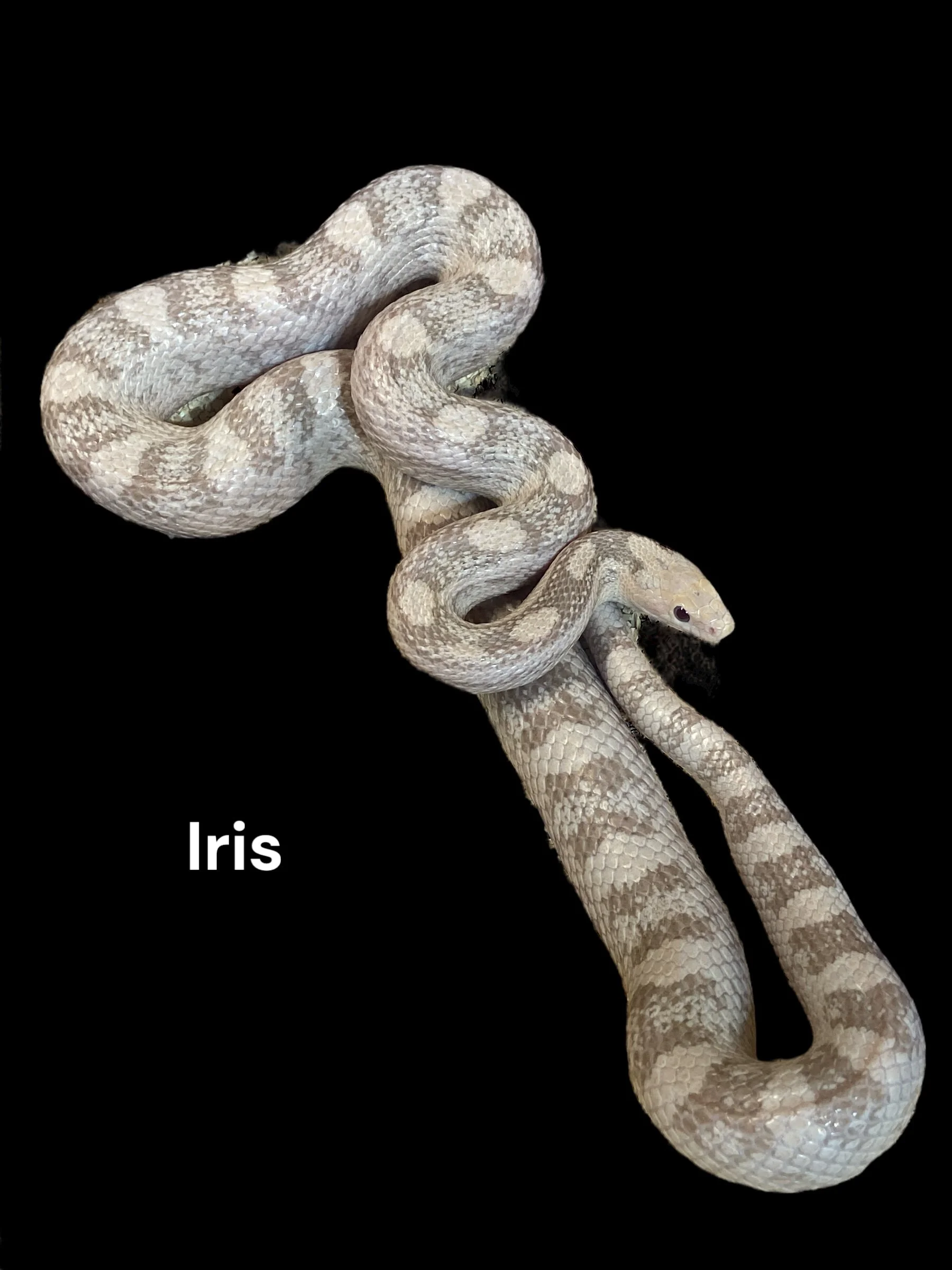 Iris- Lavender het Motley, het Amel 66% het Hypo, 50% het Anery