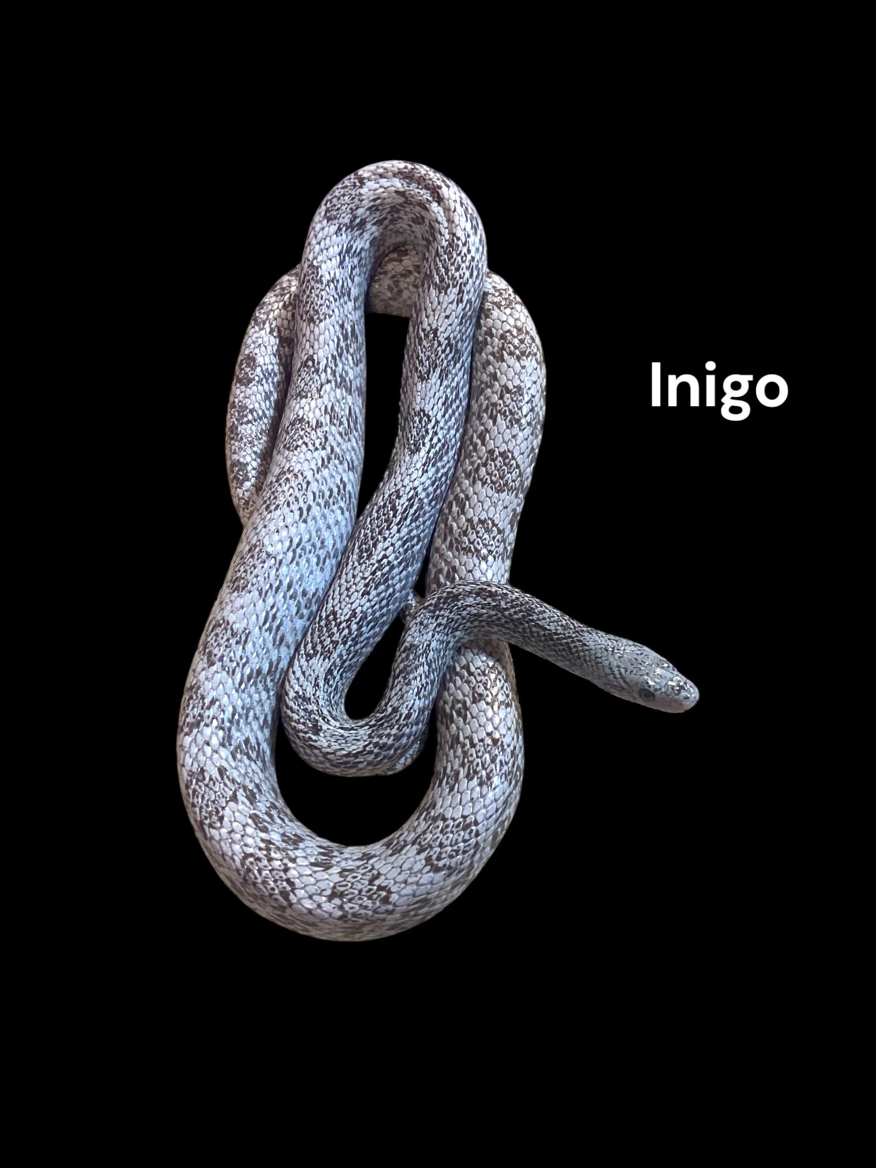 Inigo- Cinder het Lava 66% het Amel, 66% het Caramel, 50% het Diffused