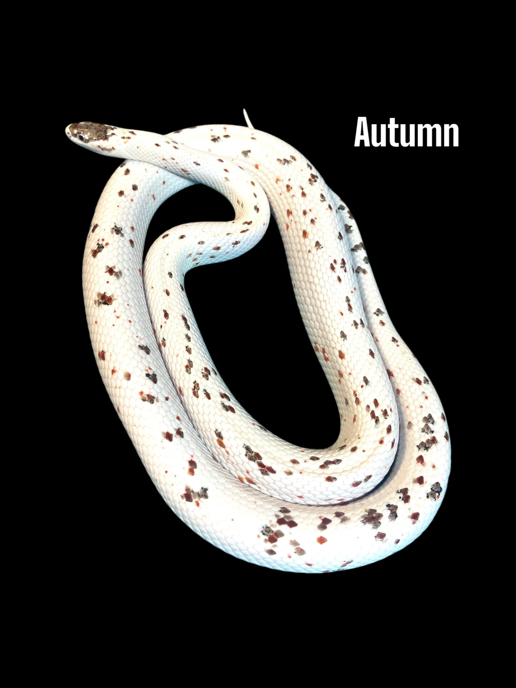 Autumn- Classic Palmetto het Amel ph Caramel