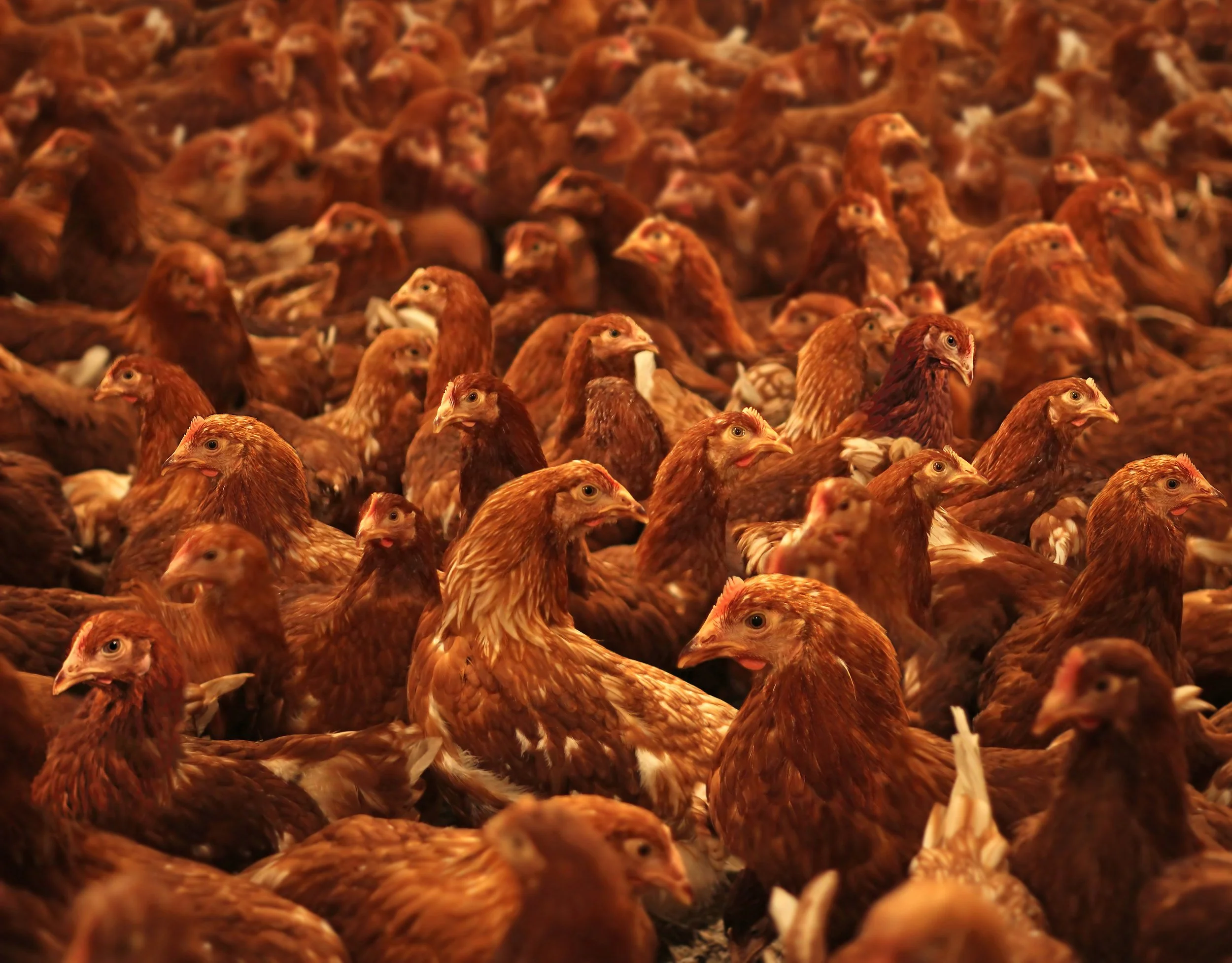 chickens crammed into a caged free system