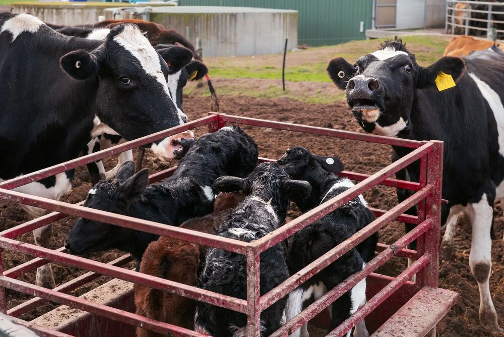 calves being taken from their mothers in the dairy industry
