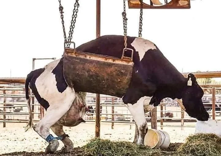 Drained dairy cow going to slaughter