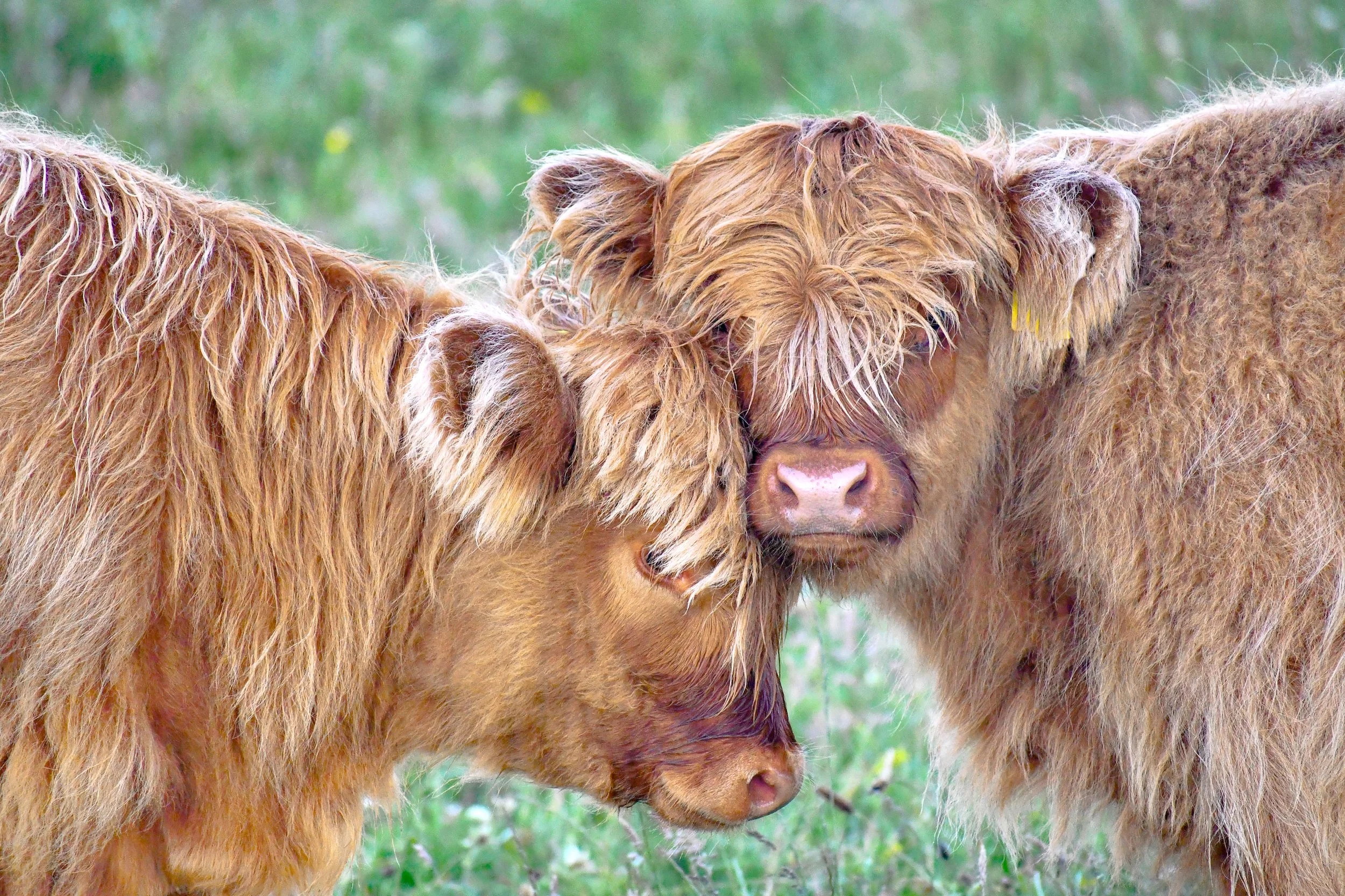 love between two cows